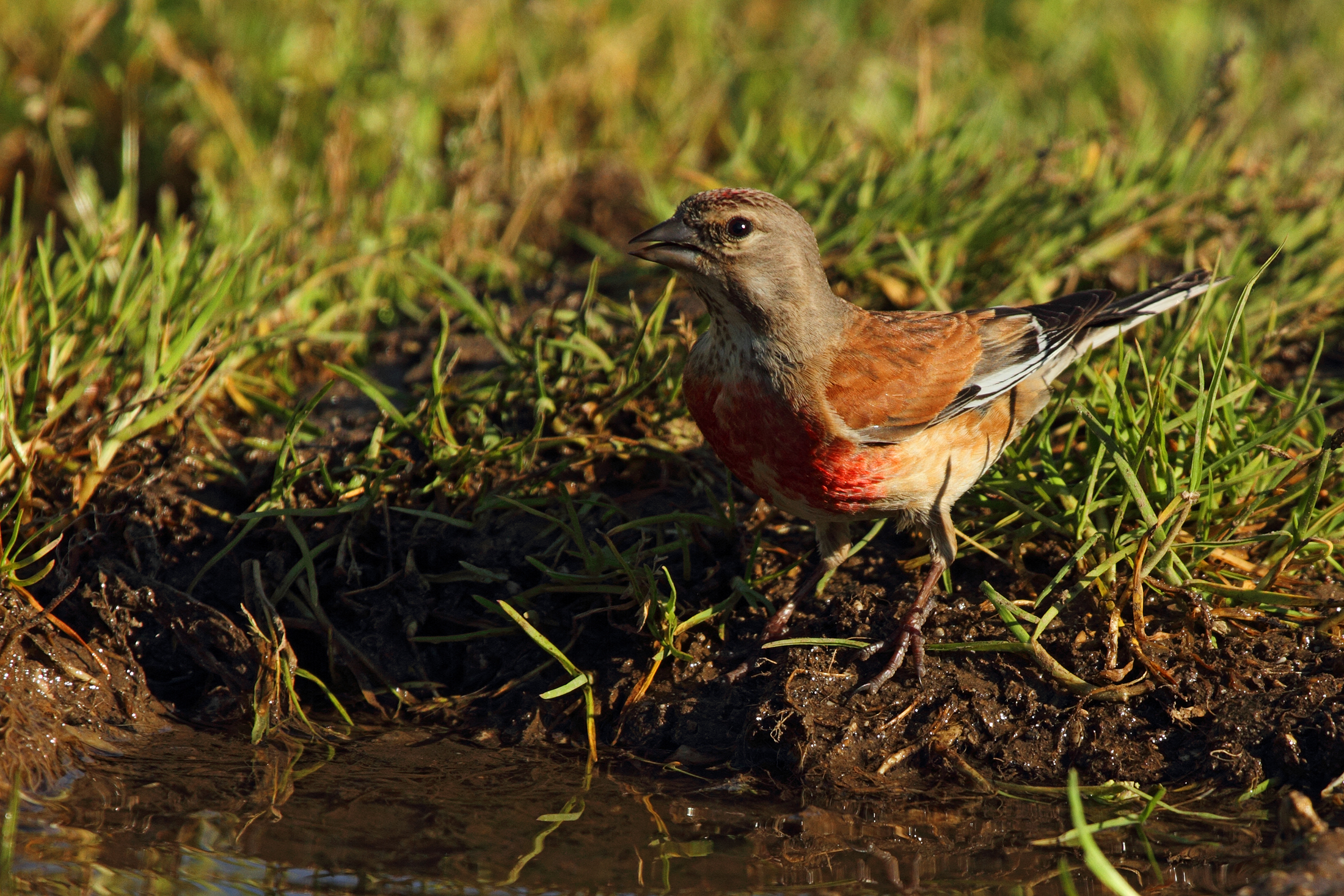 Linnet all'abbeverata