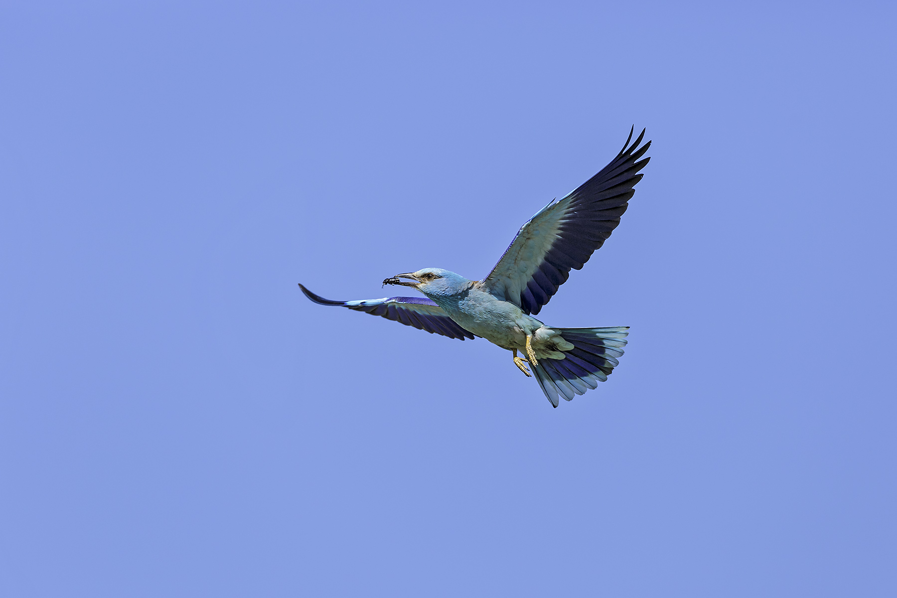 European Roller