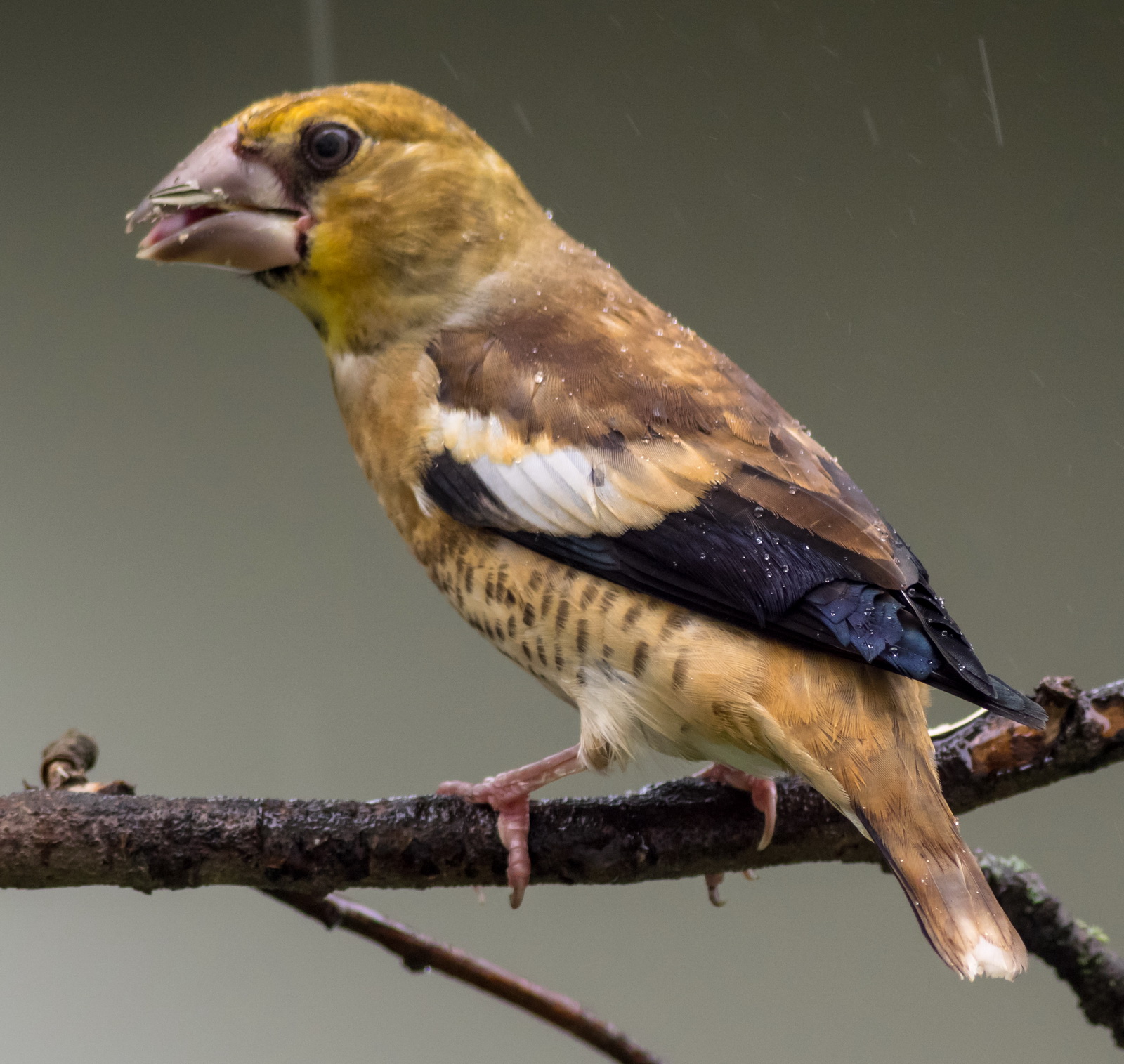 Male Juv. Hawfinch in the rain
