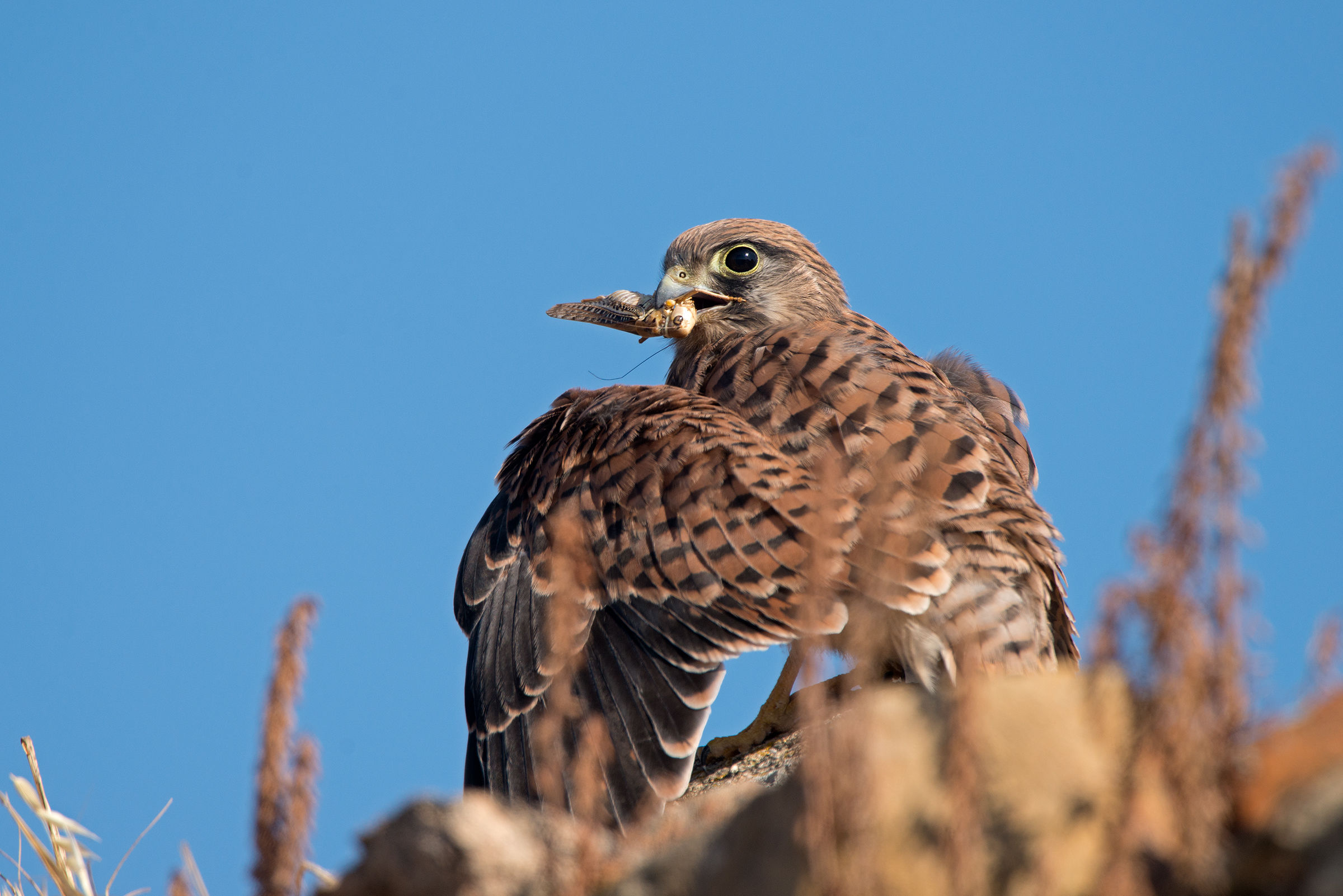 il gheppio e la cavalletta