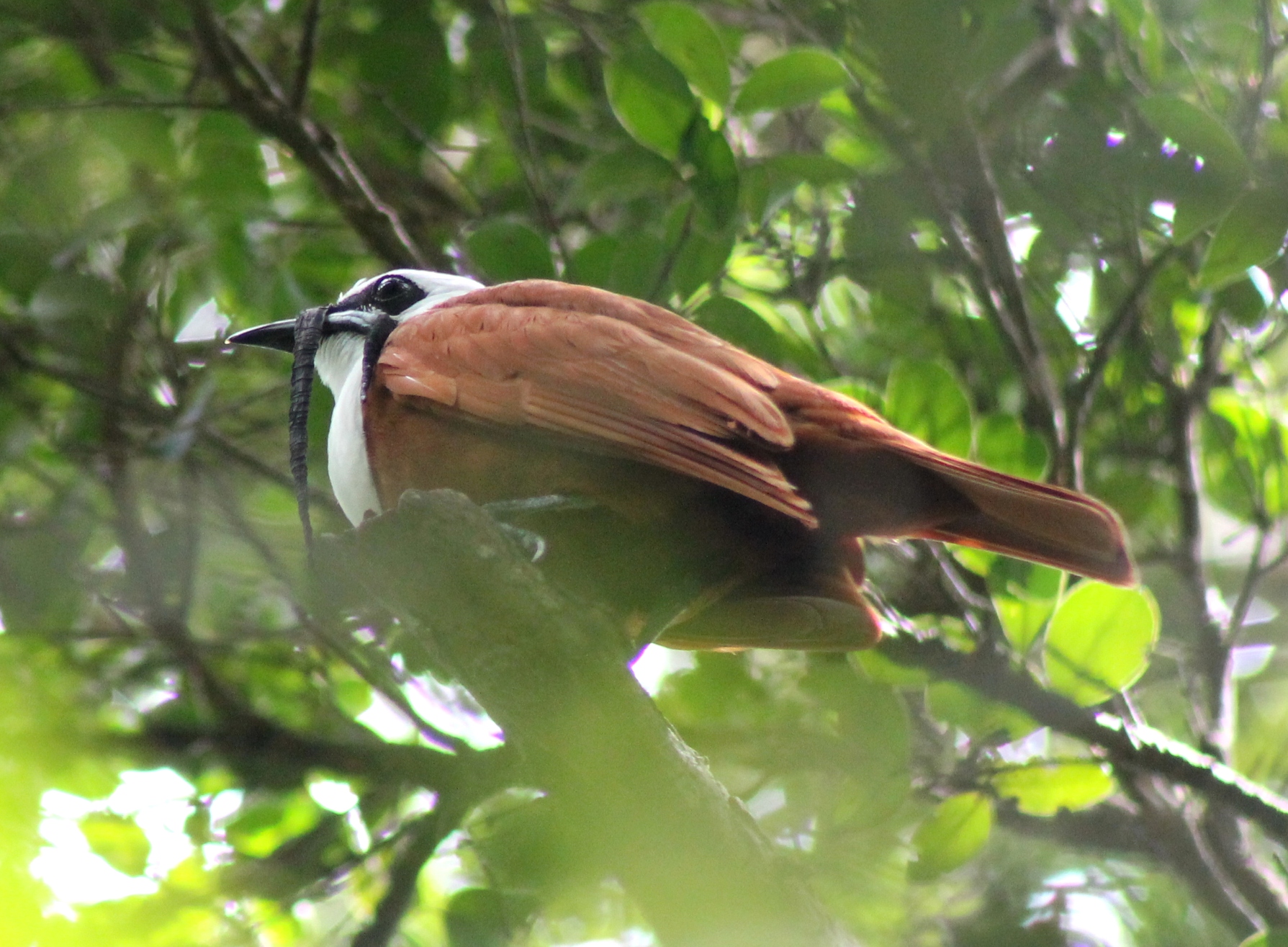 Three wattled bell bird evil