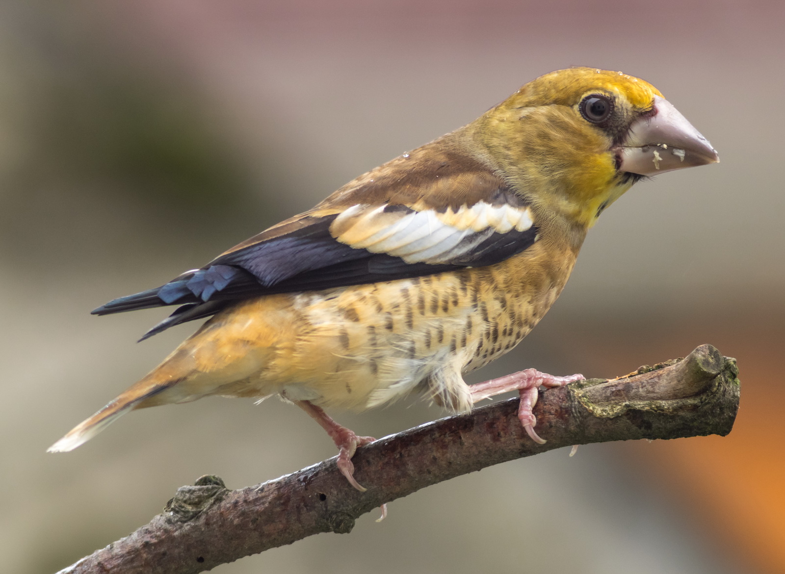 Male Juv. Hawfinch after the rain