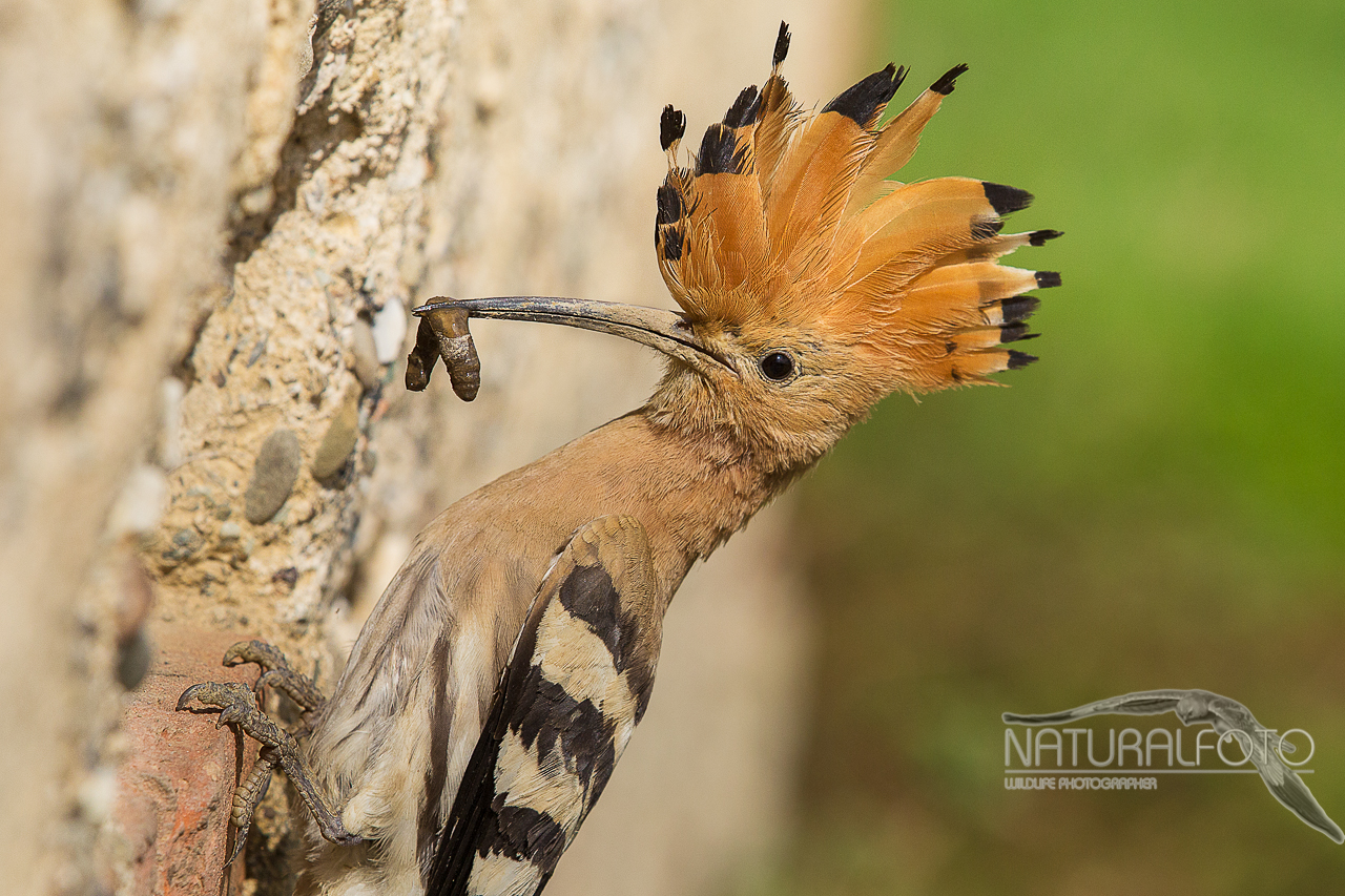 Hoopoe picture