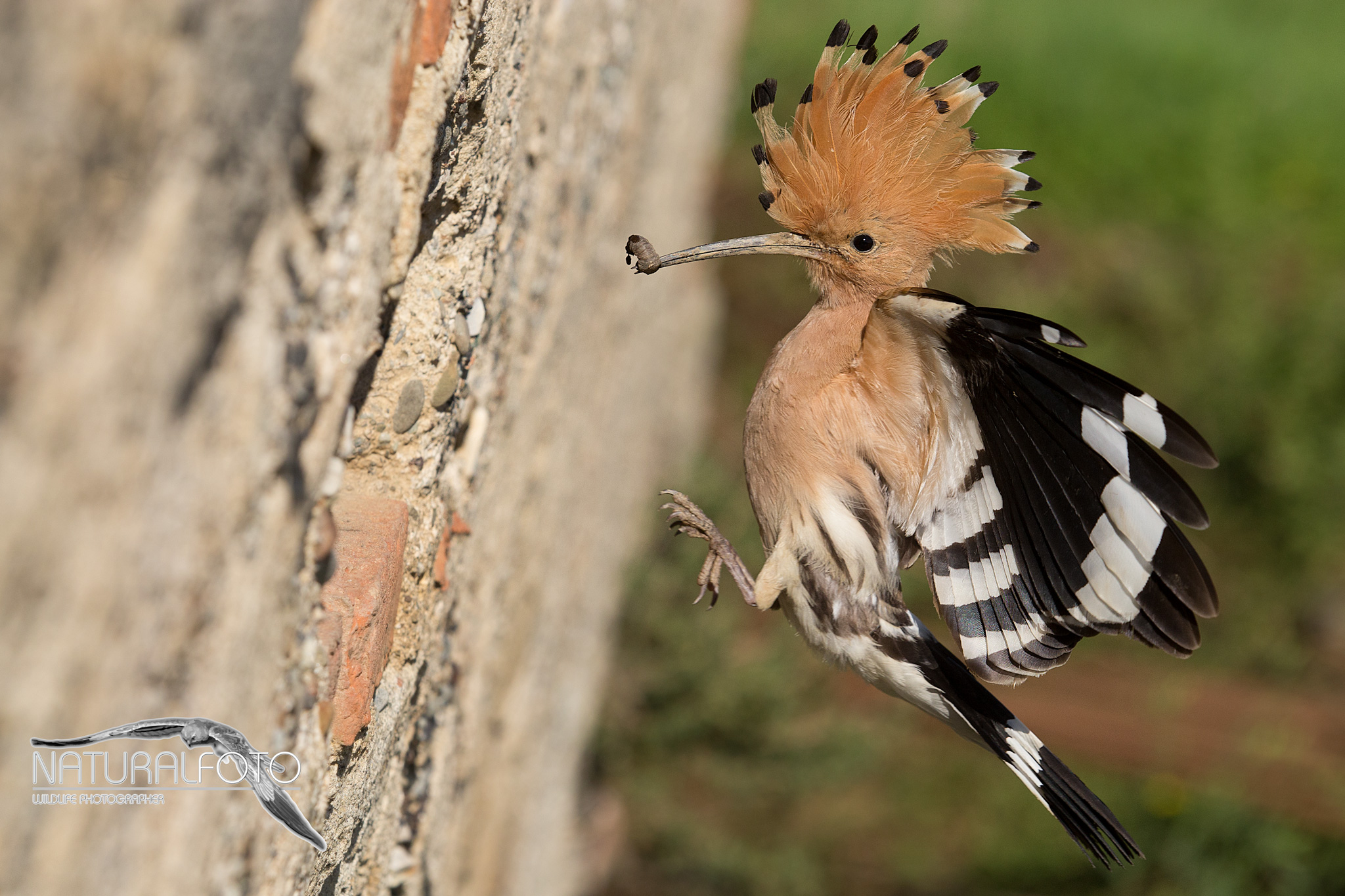 hoopoe landing