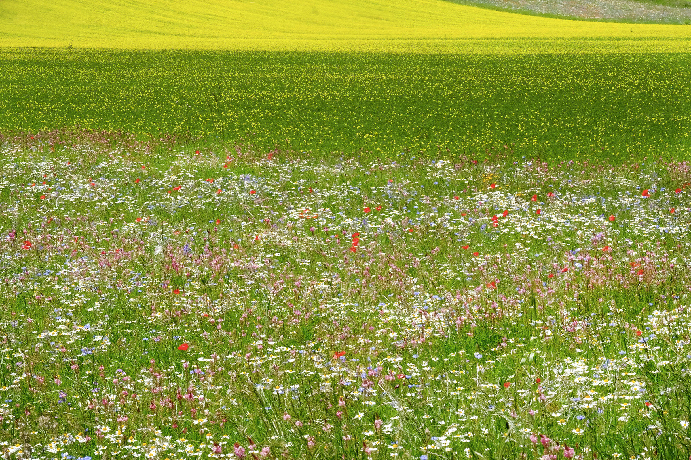 Pian Perduto in fiore