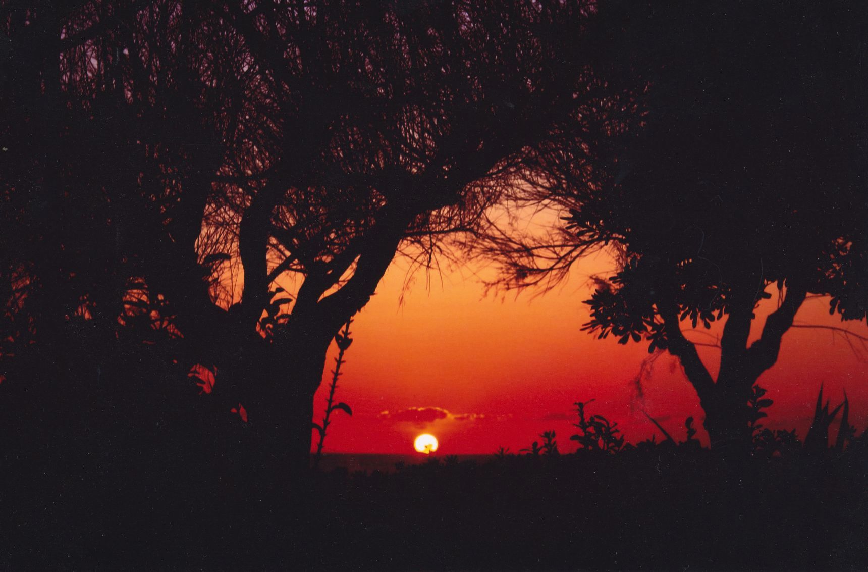 Sunset between the trees