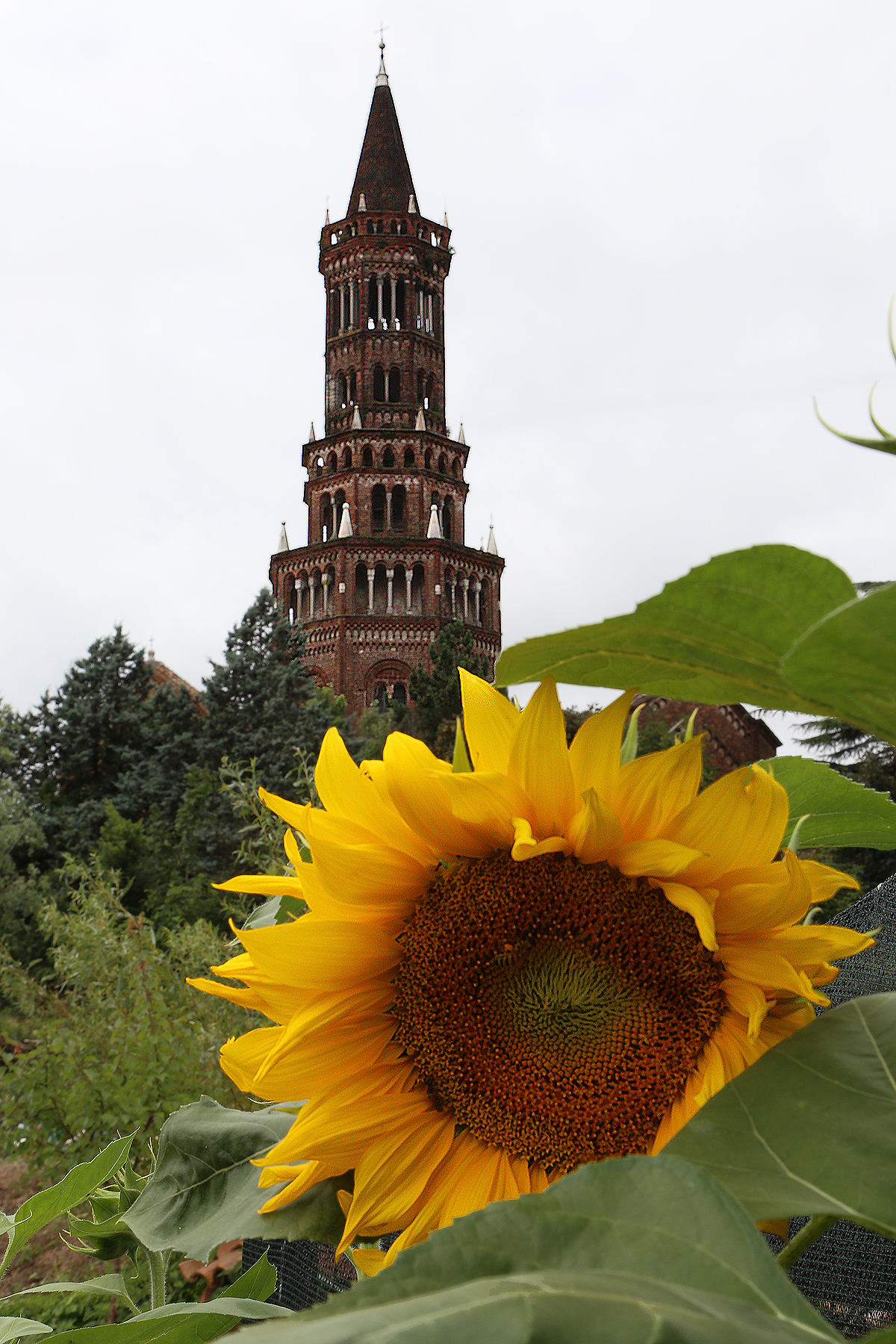 The sunflower Gianni in Chiaravalle