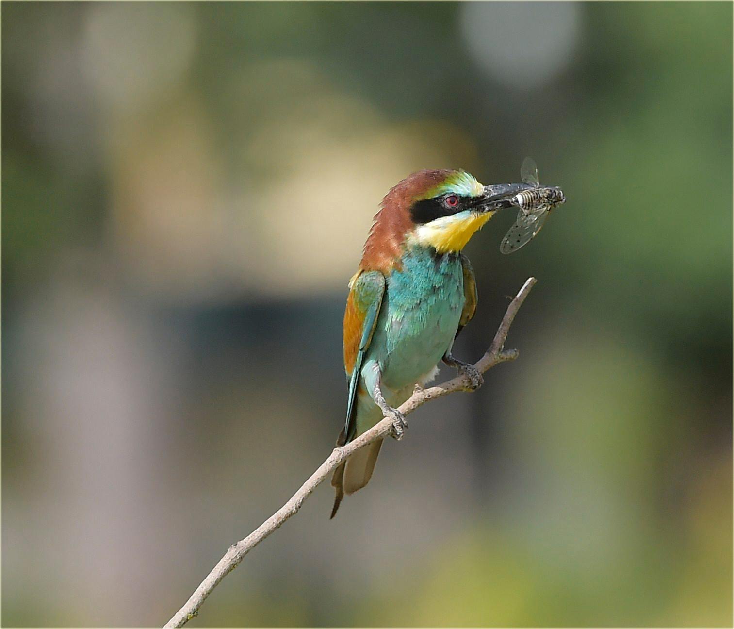 Gruccione con preda..