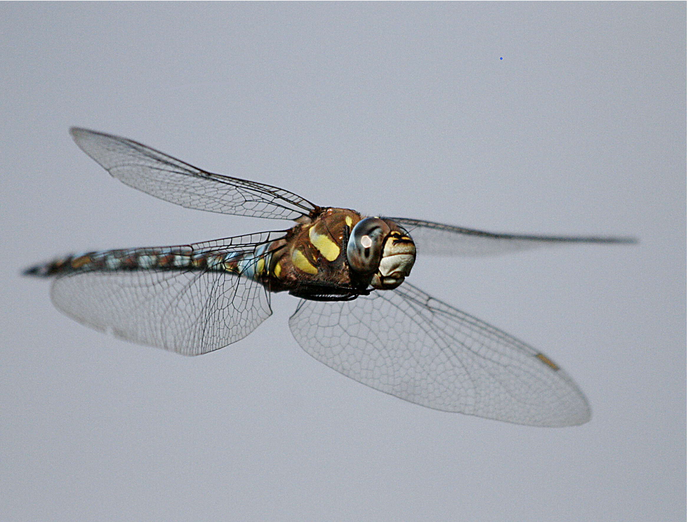 Dragonfly in flight
