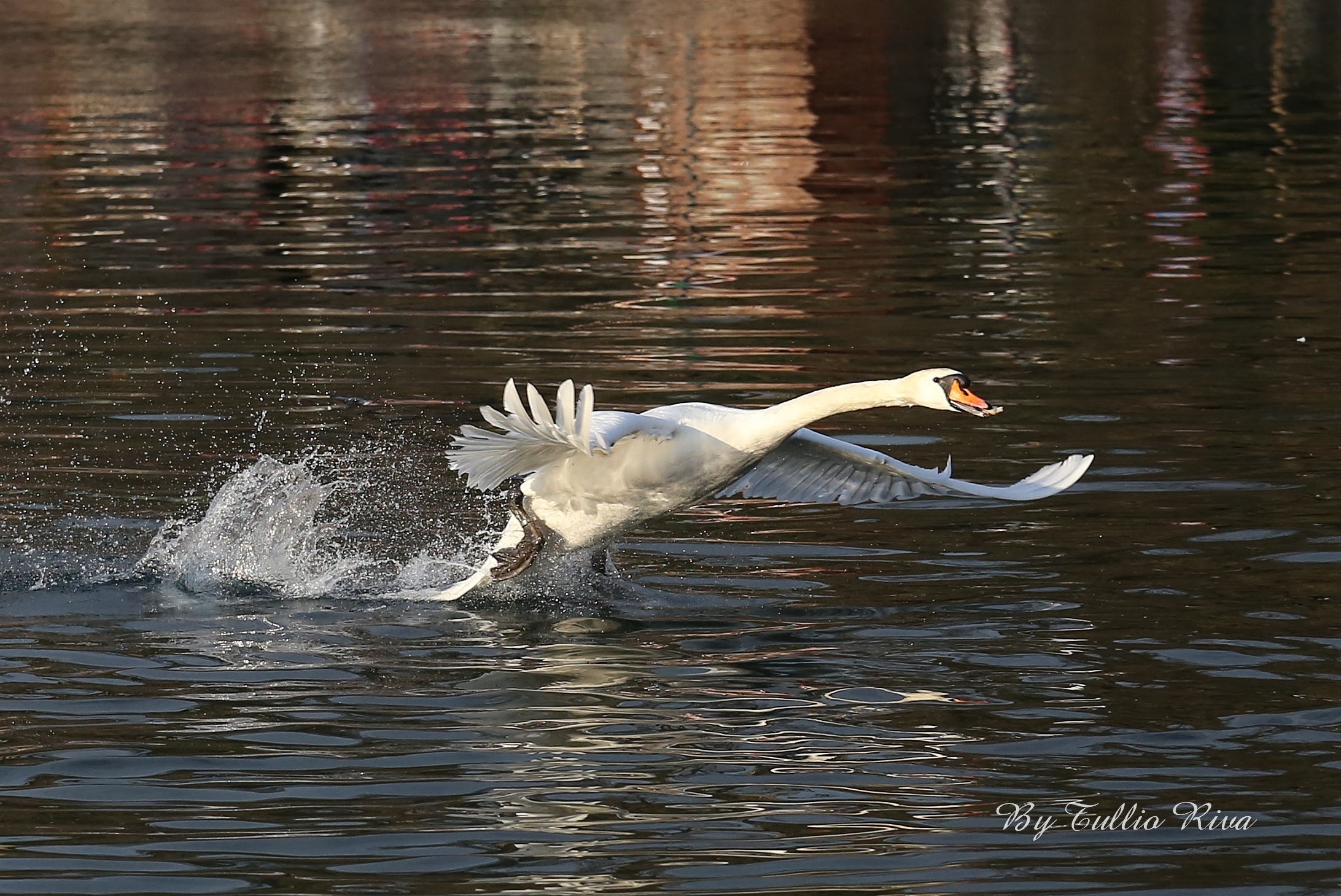 Il decollo del Cigno