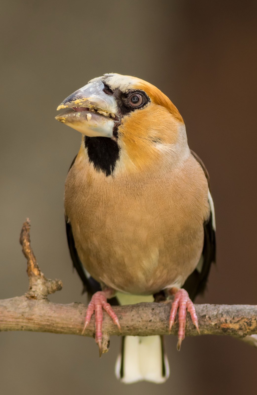 Papa Hawfinch