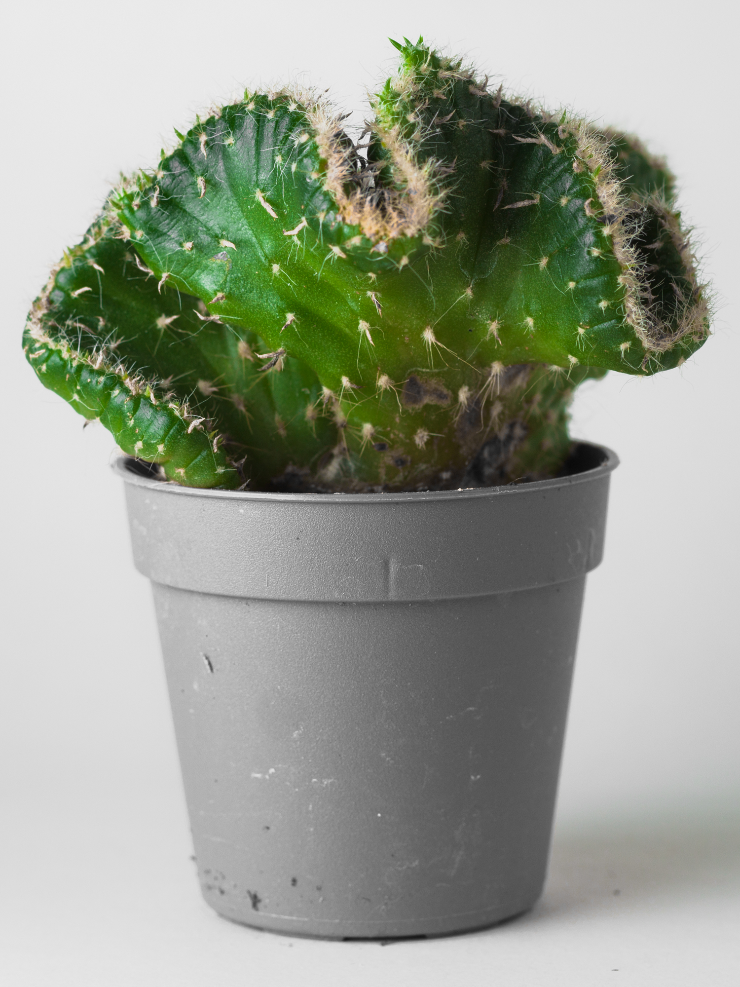 Nature, so perfect, so wrong.