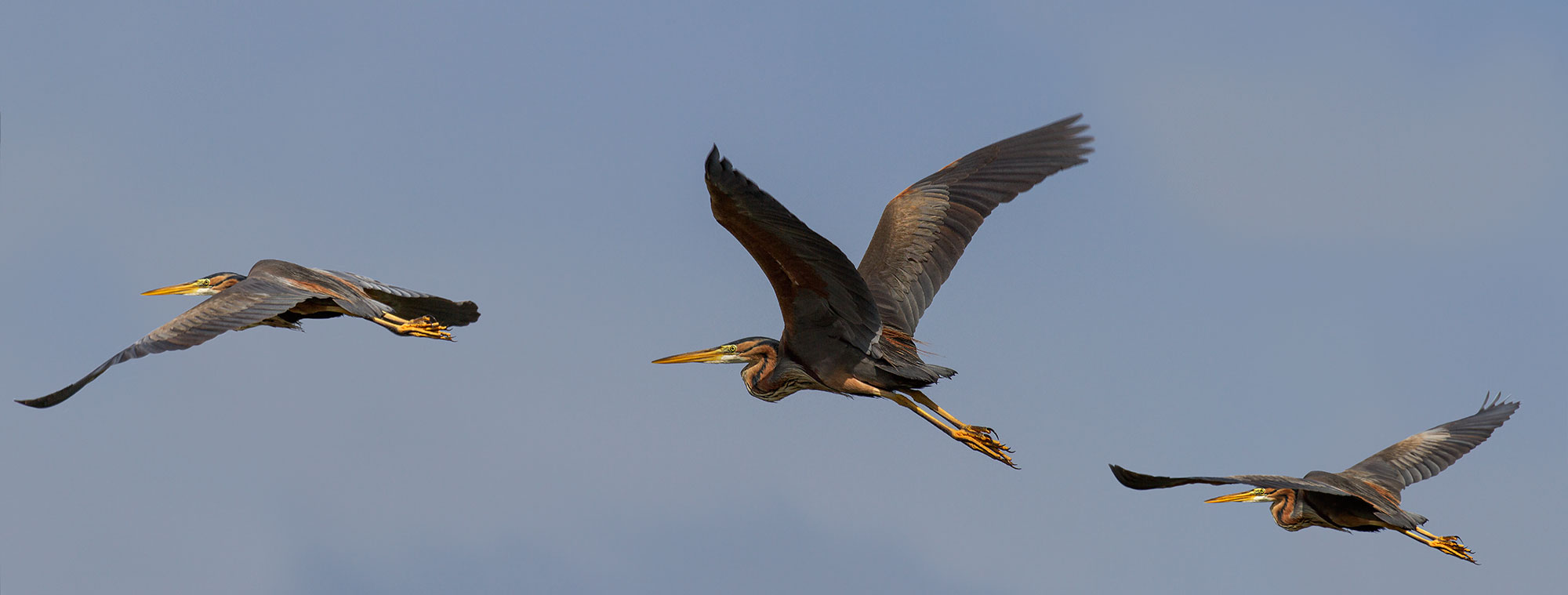 Purple Heron at low altitude.