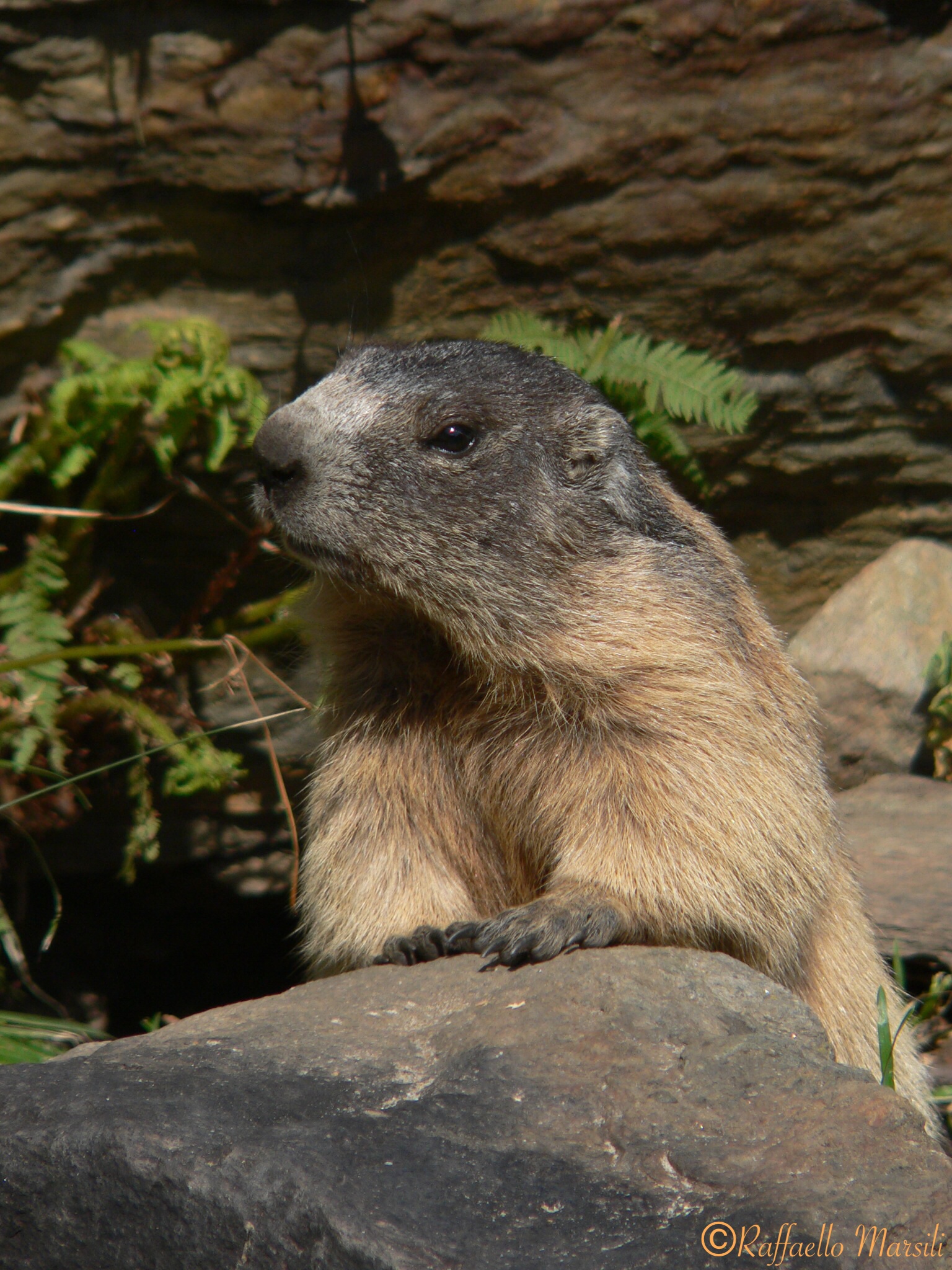 Marmotta