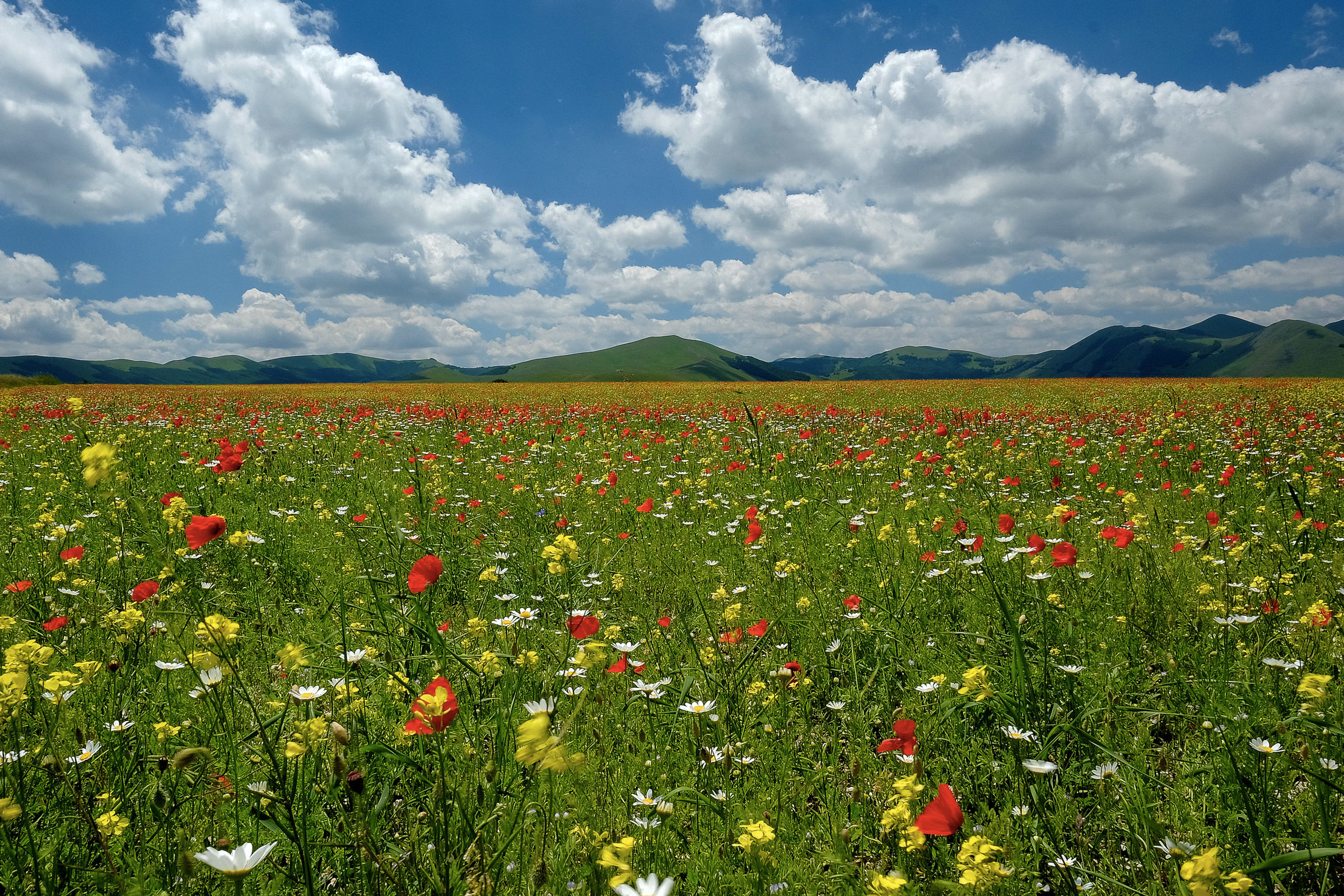 Flourished on the floor big