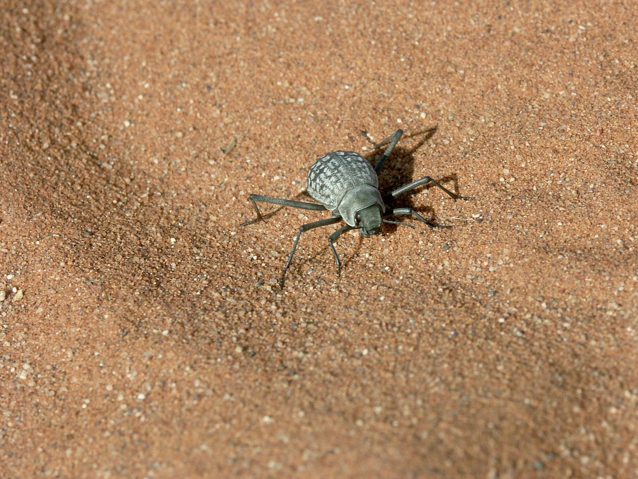 coleottero delle dune...... simpatico