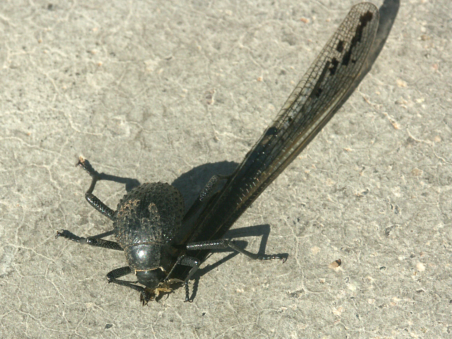 variante affamata del coleottero delle dune
