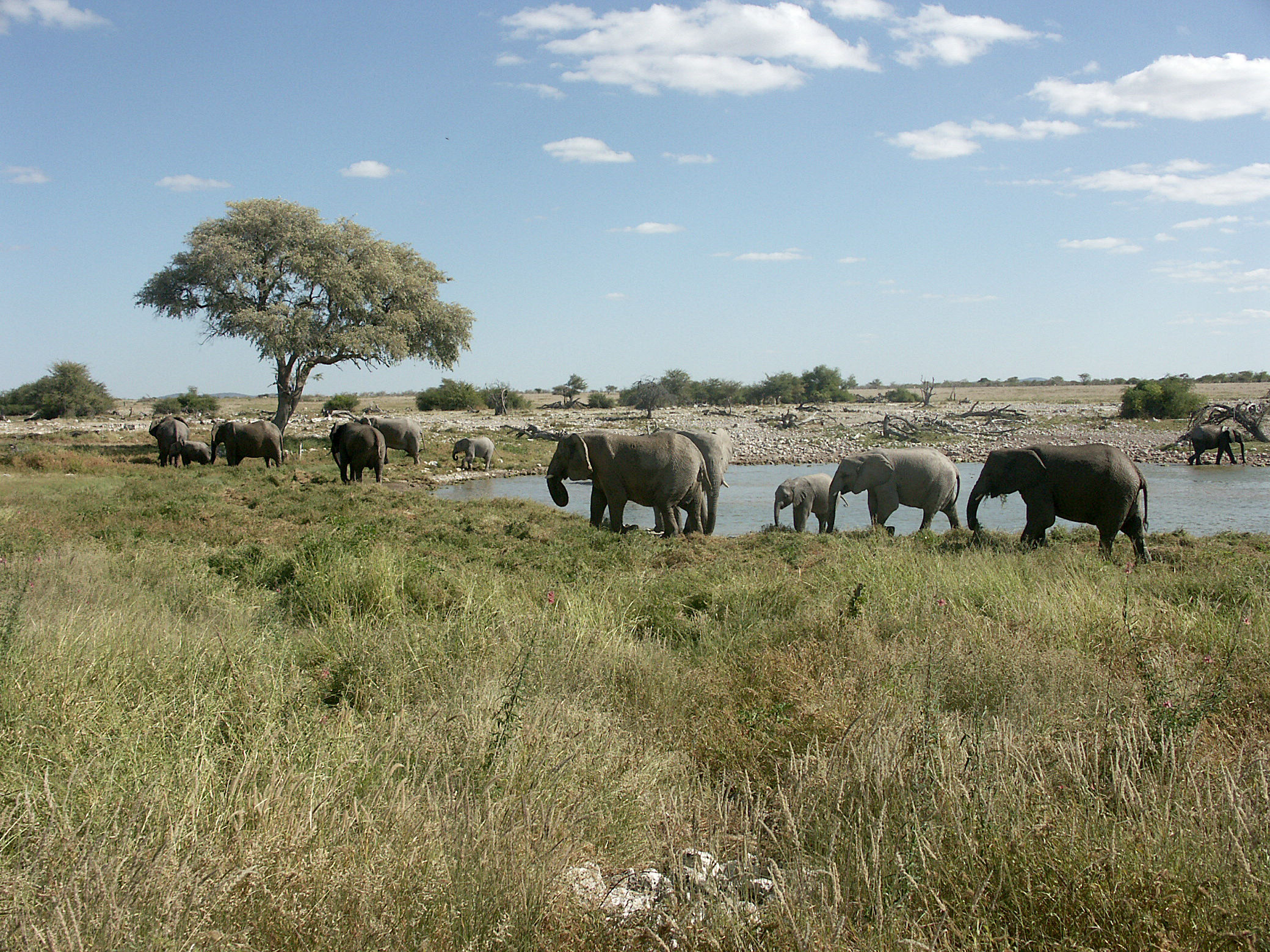 Famiglia di circa 40 elefanti_ Etosha park_ (Okaukuejo)