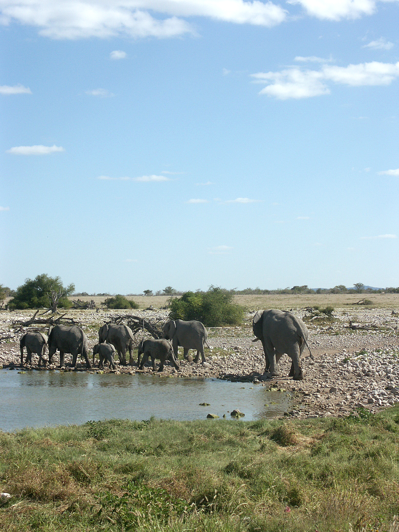 Family of about 40 elefanti_ park_ Etosha (Okaukuejo)