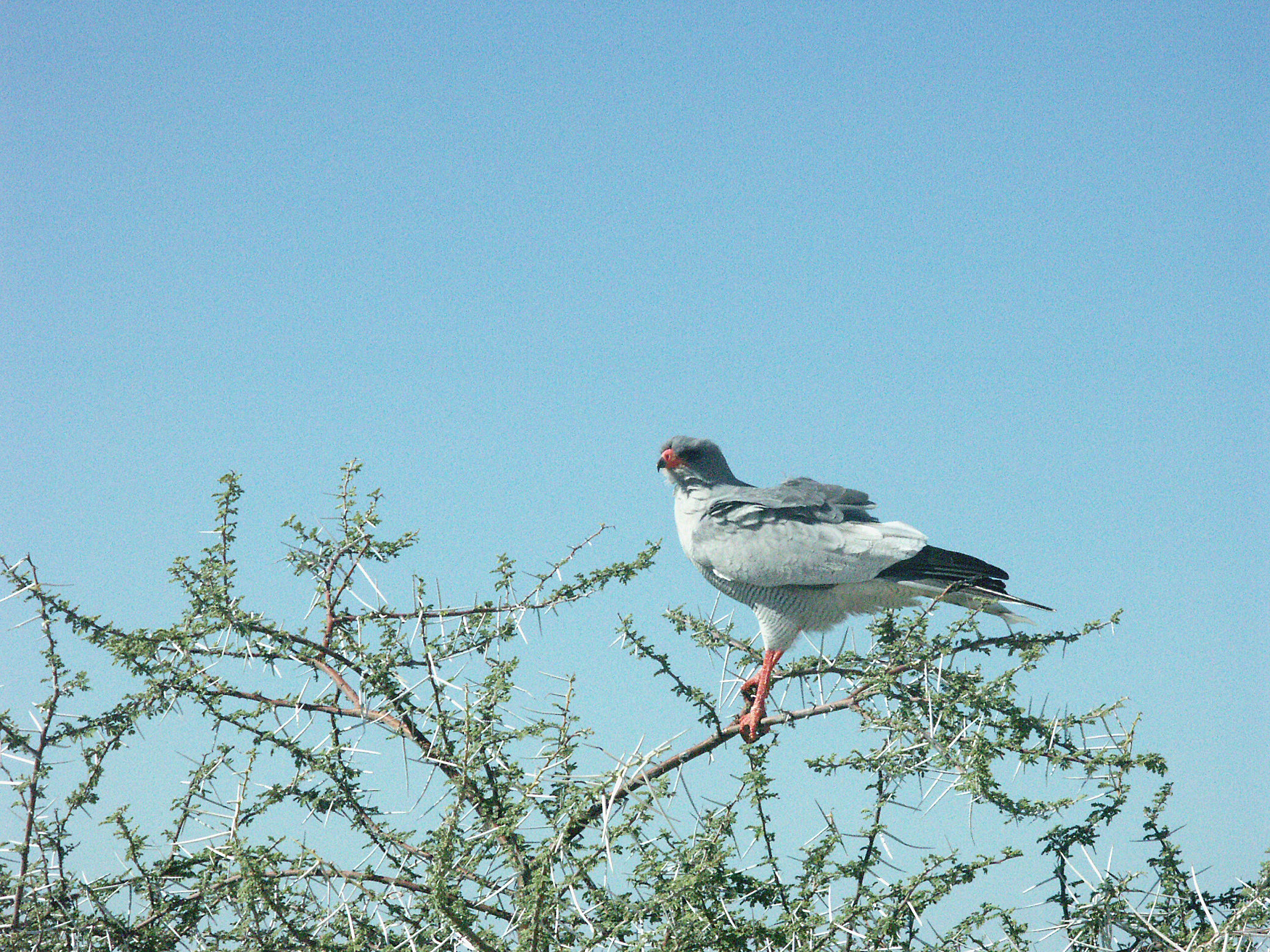 goshawk