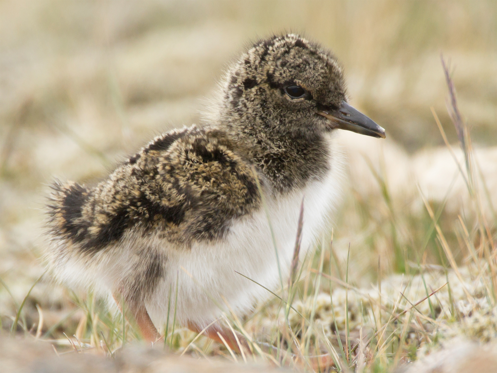 Pulcino di beccaccia di mare