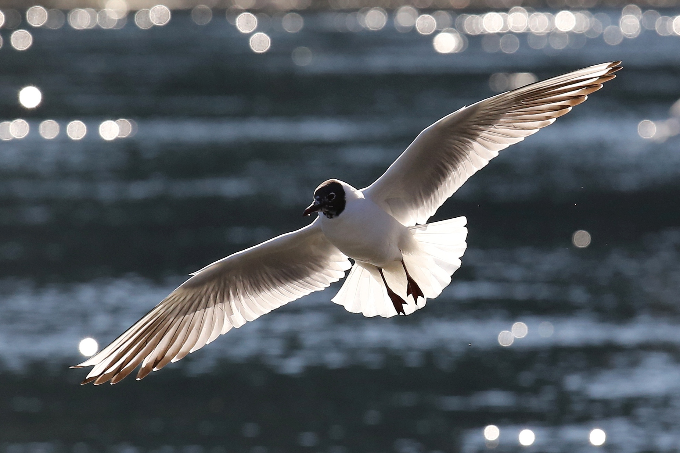 Gabbiano in controluce
