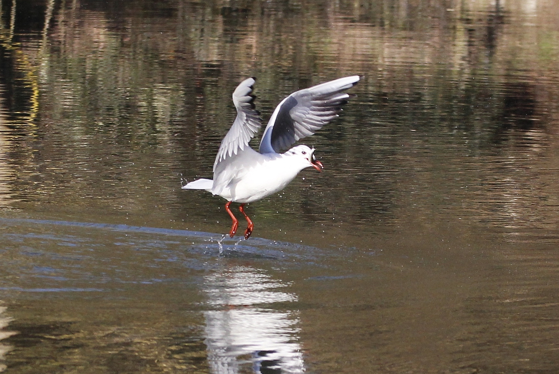 Gabbiano col pesciolino