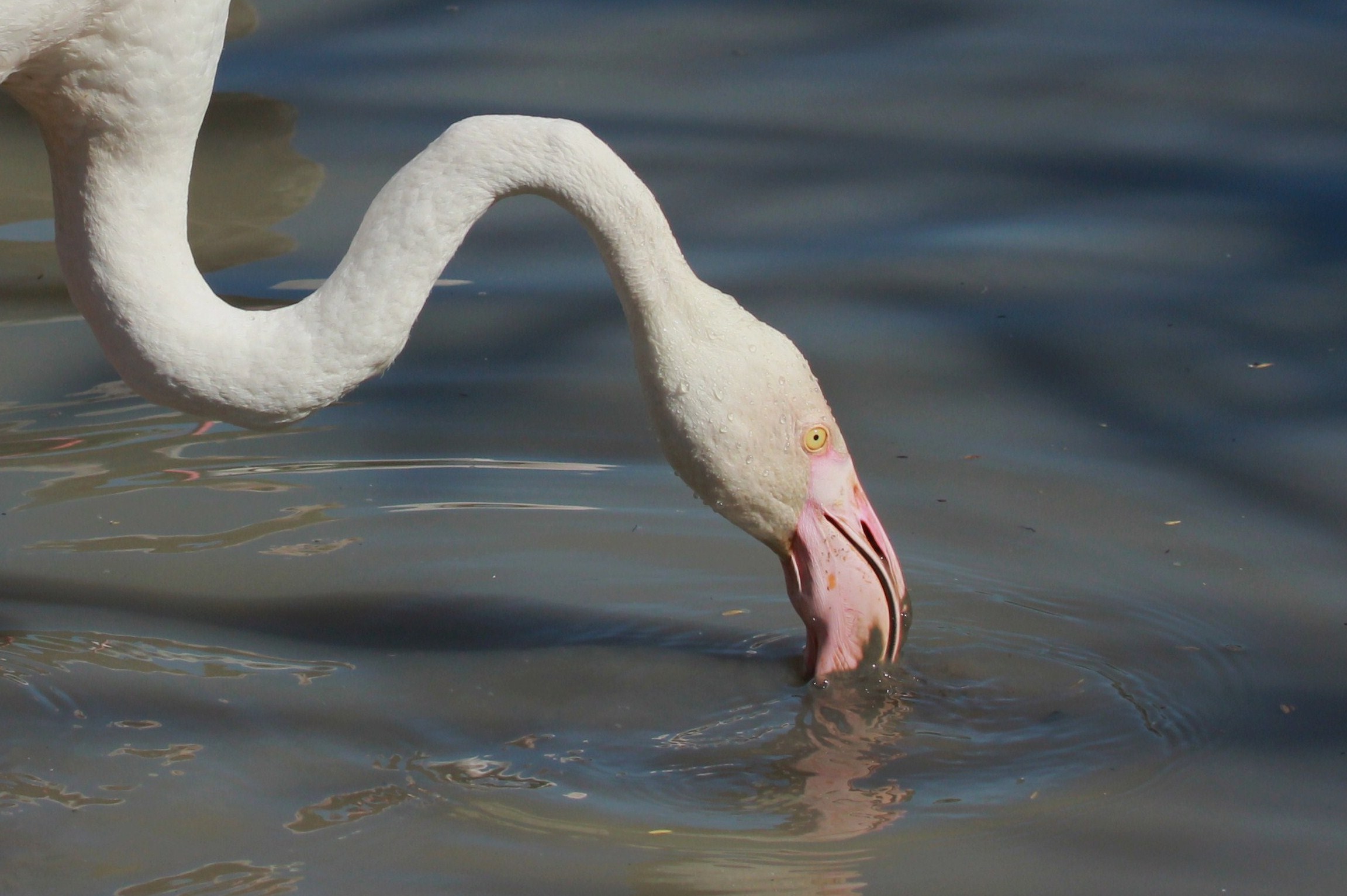 Phoenicopterus roseus