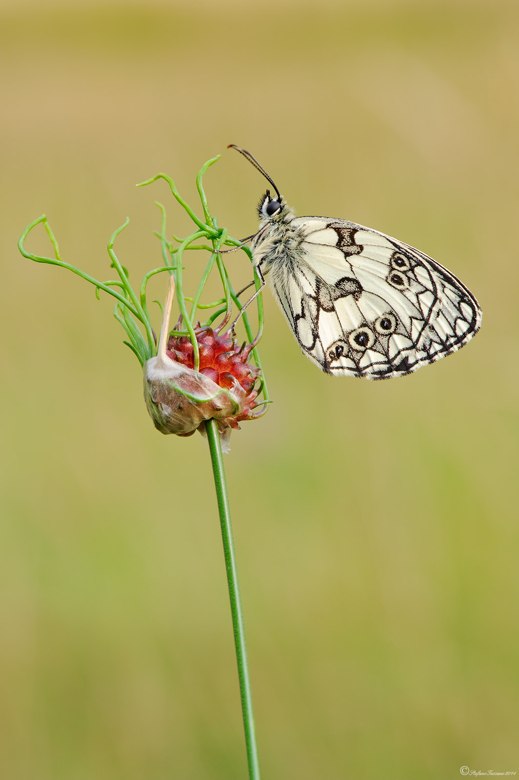 Melanargia