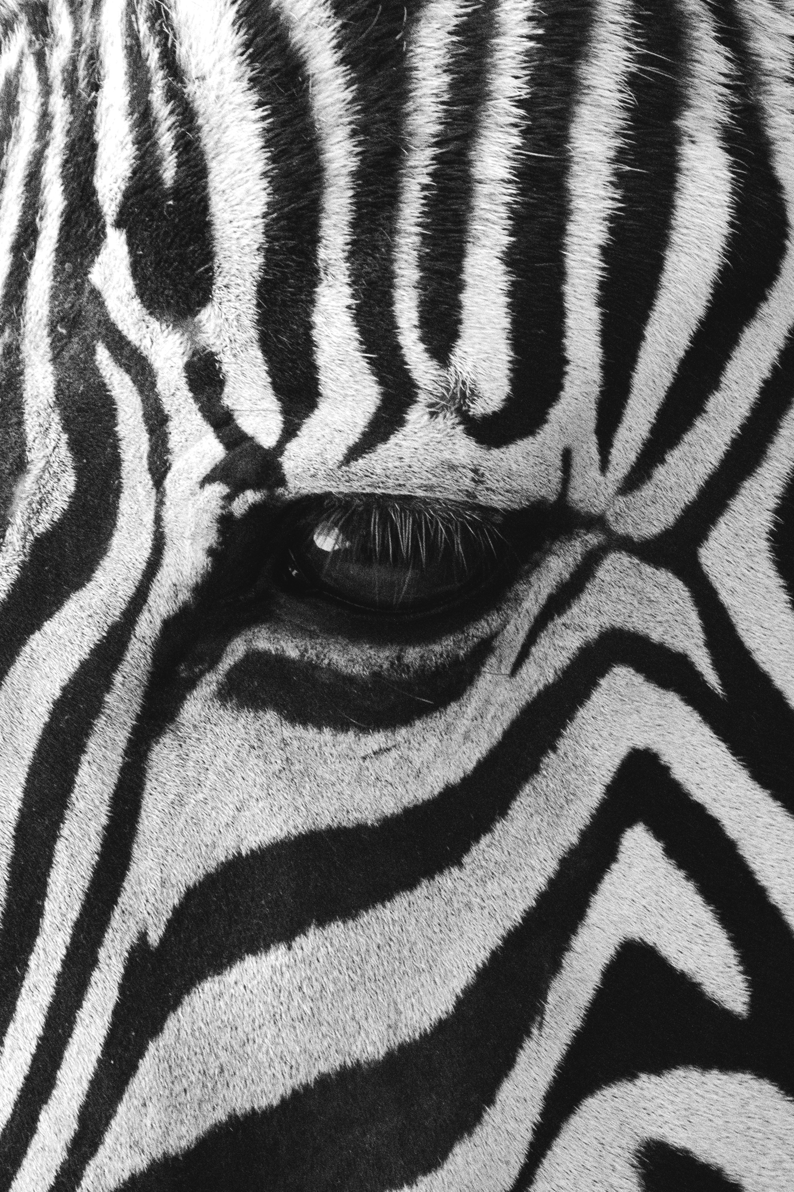 zebra
