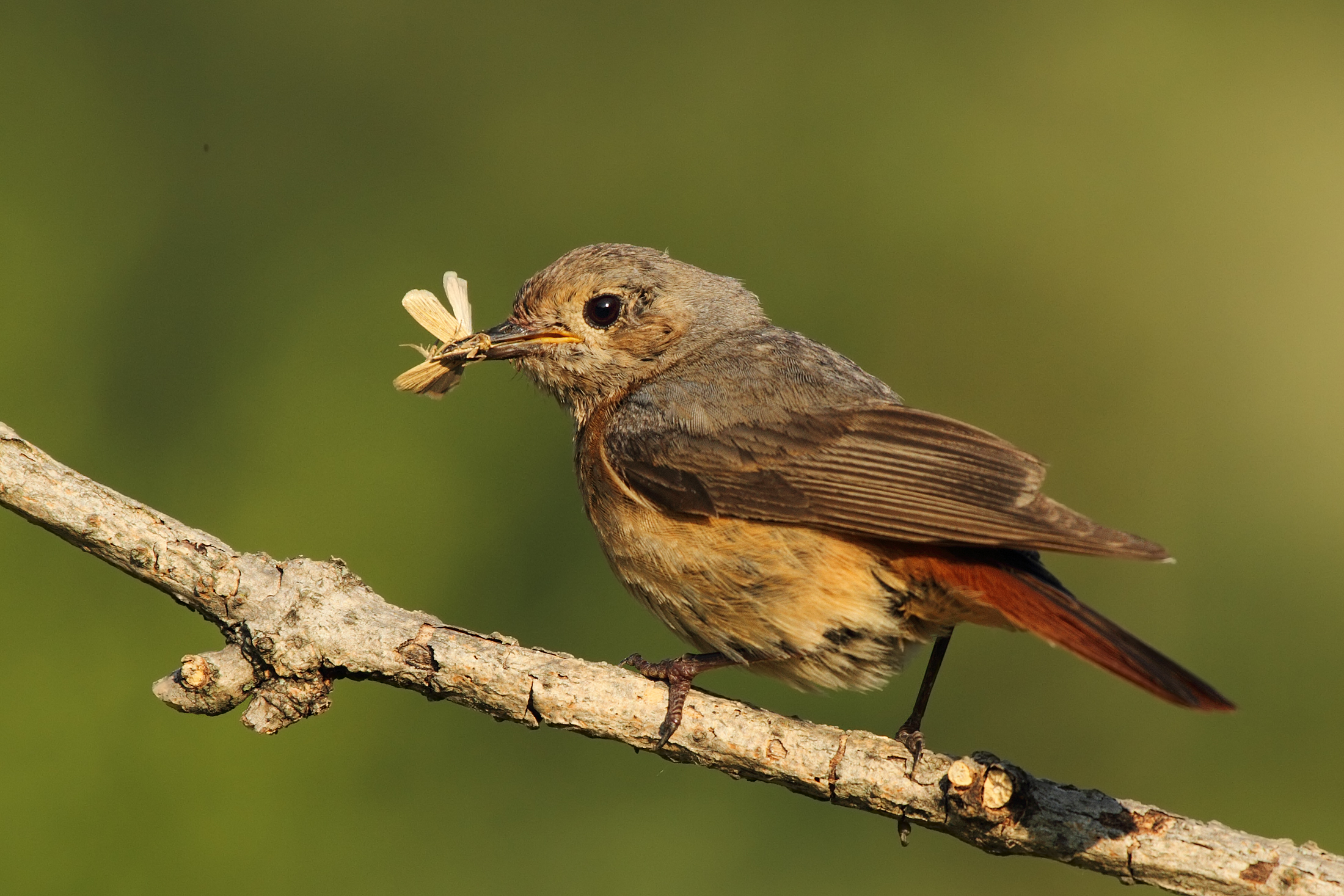 Redstart female