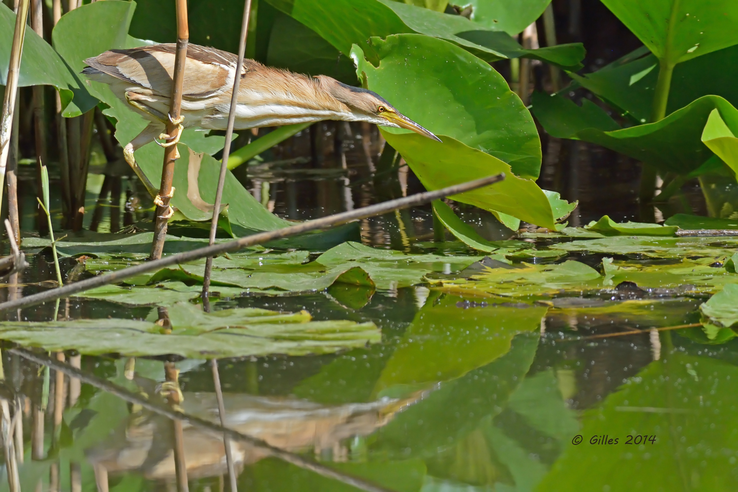 ...a caccia!!!!!.....(anzi ...a pesca!!!.......)