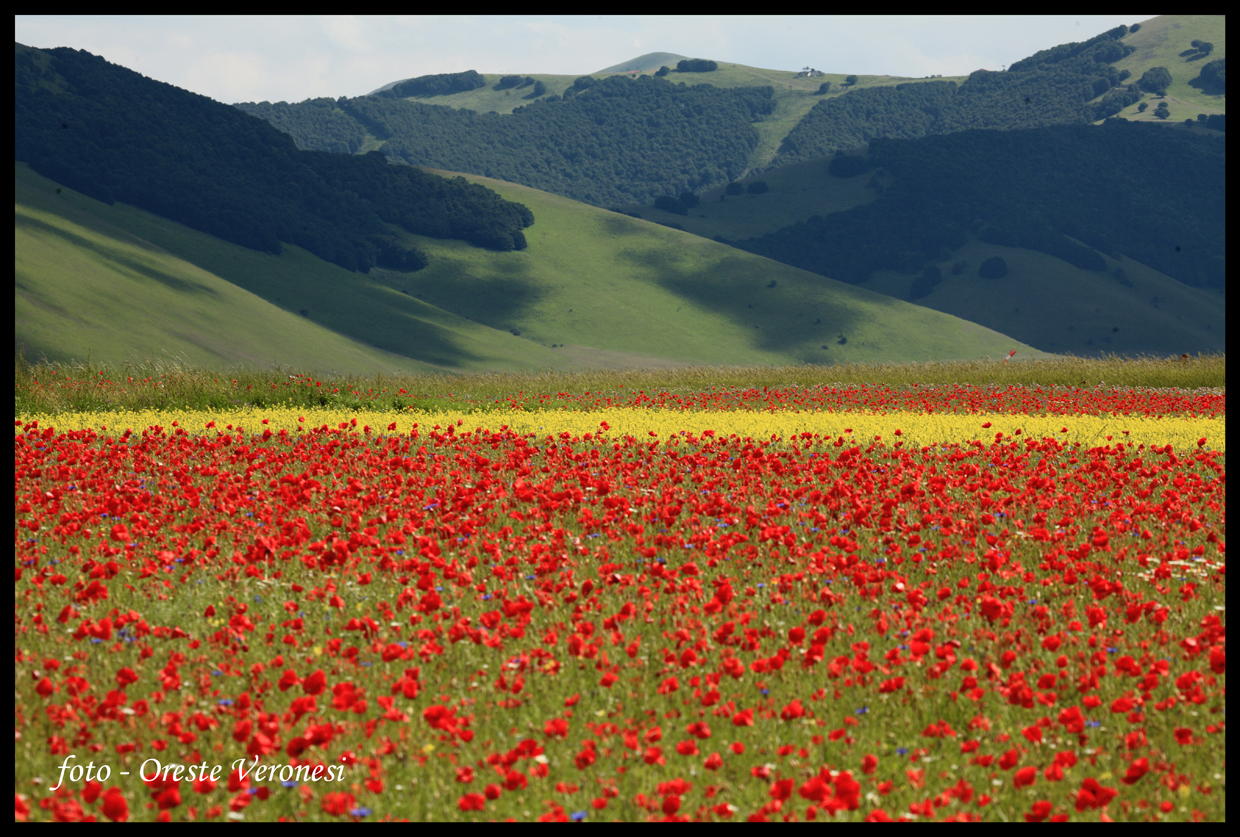 Fioritura a Castelluccio