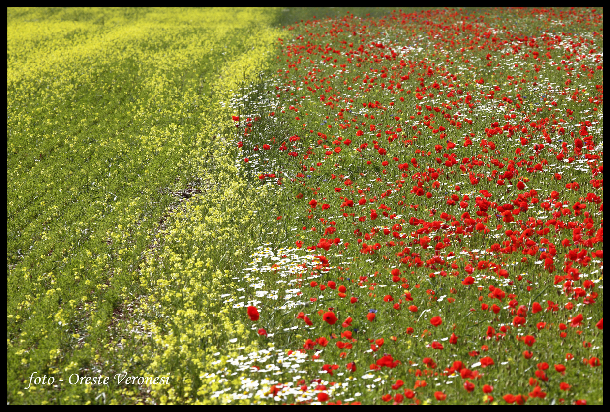 Fioritura a Castelluccio