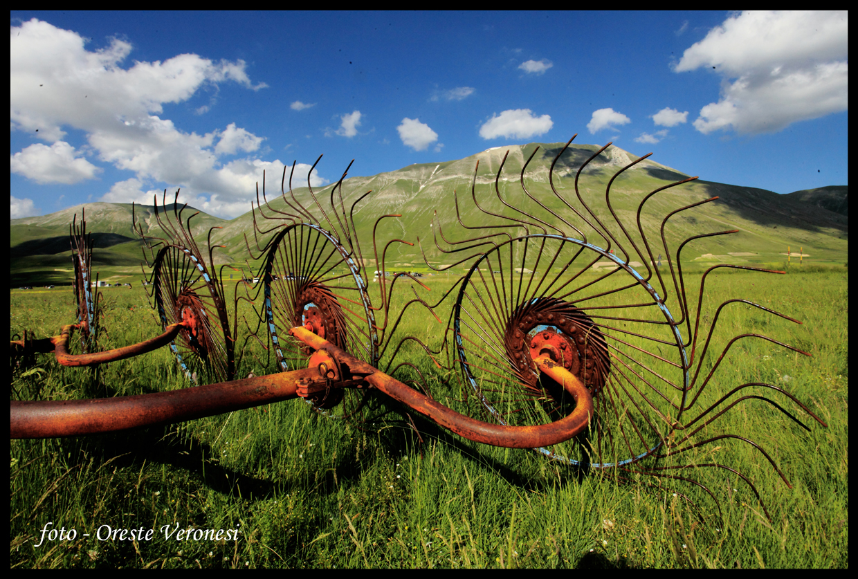 Fioritura a Castelluccio