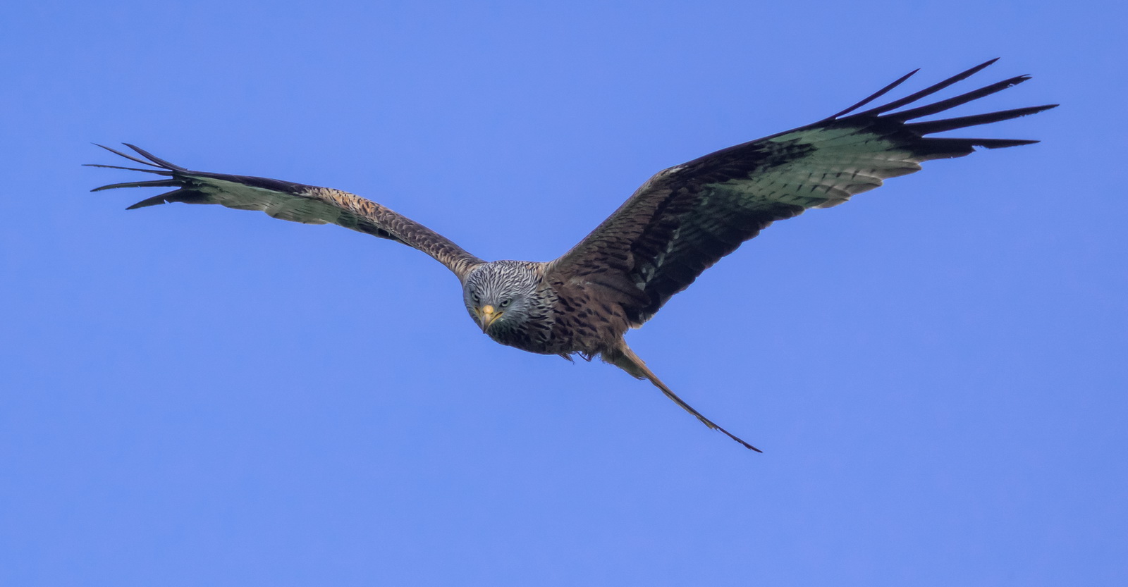 Red Kite 1