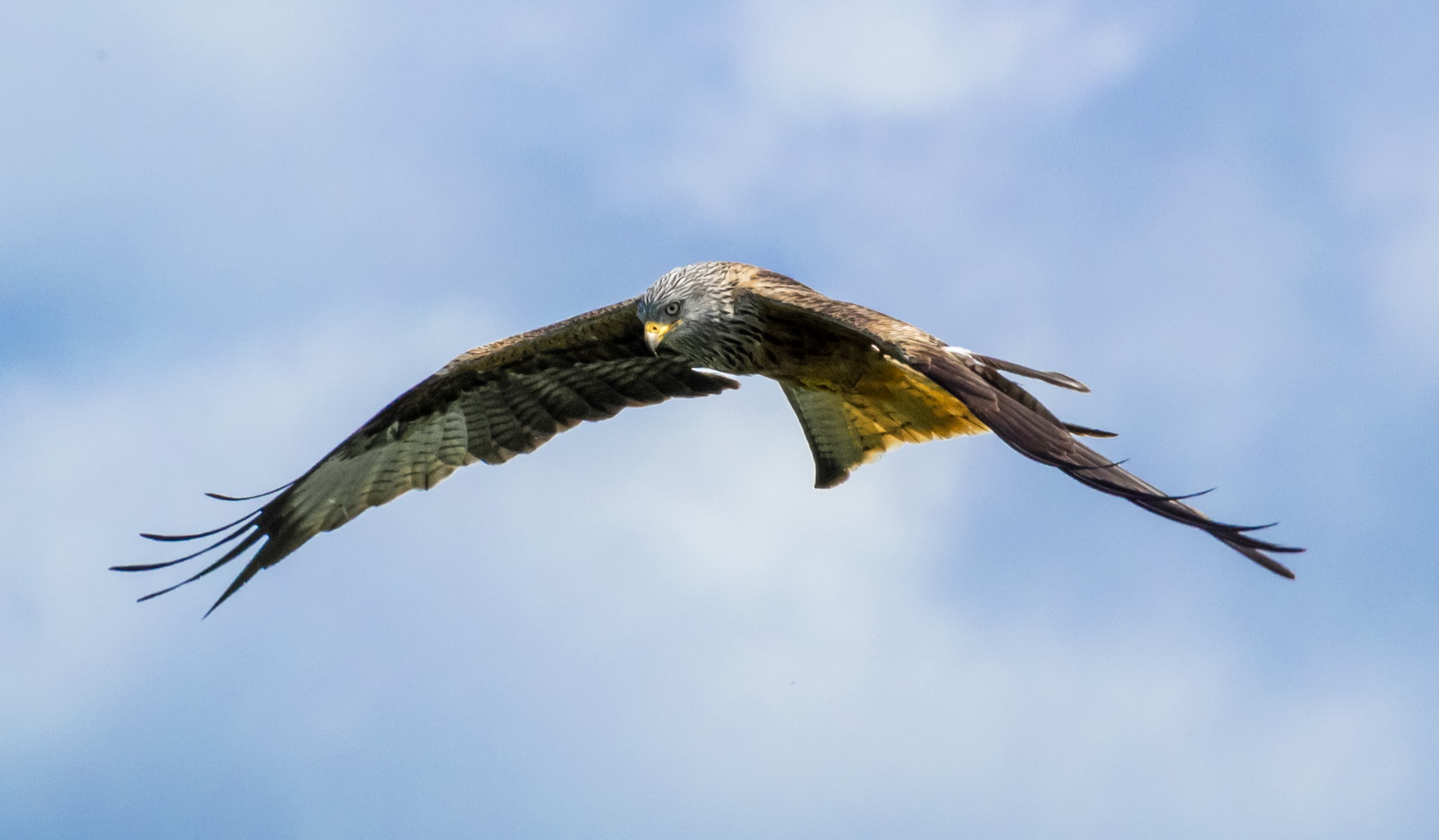 Red Kite 2