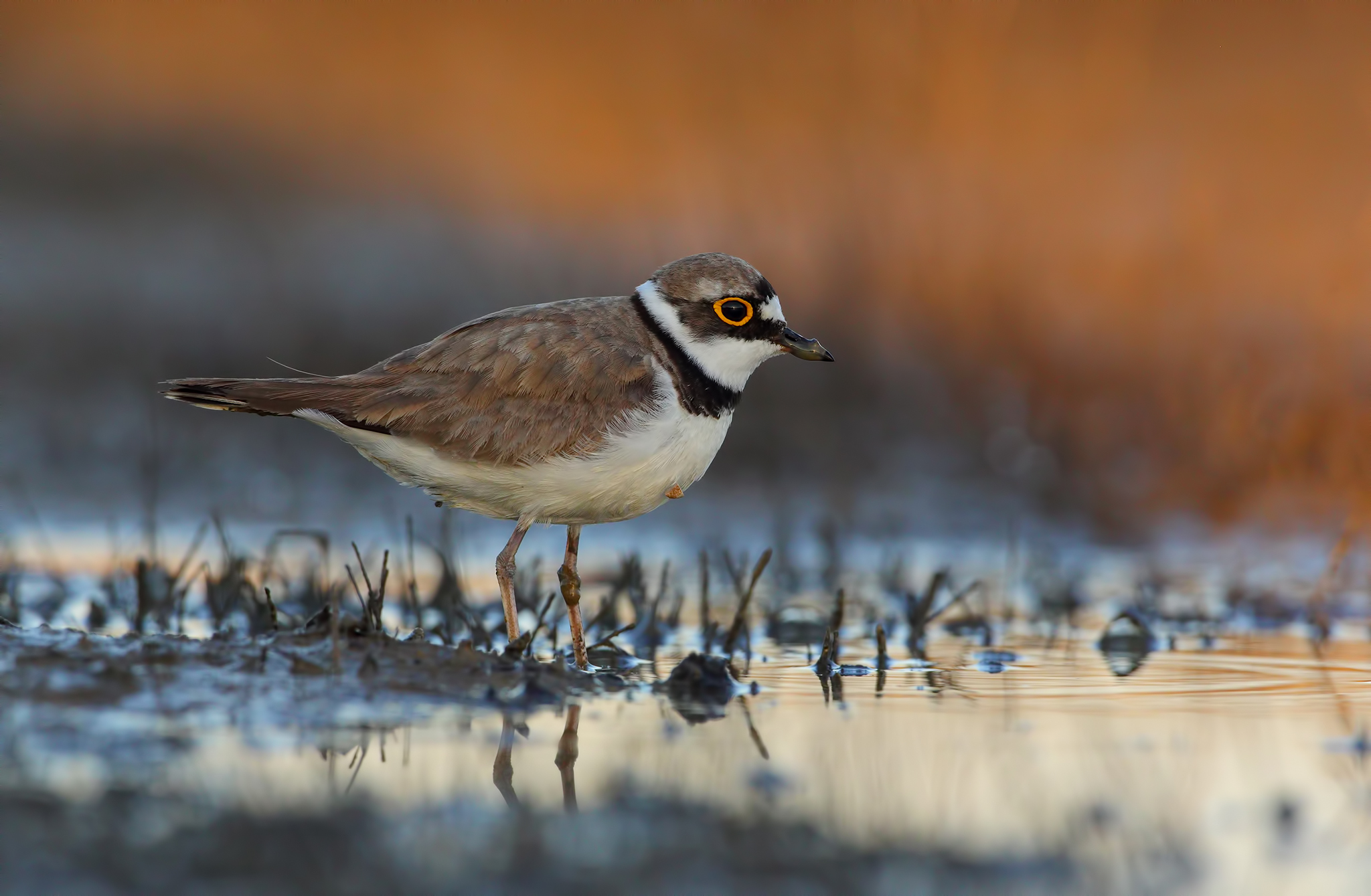 Corriere piccolo in abito riproduttivo
