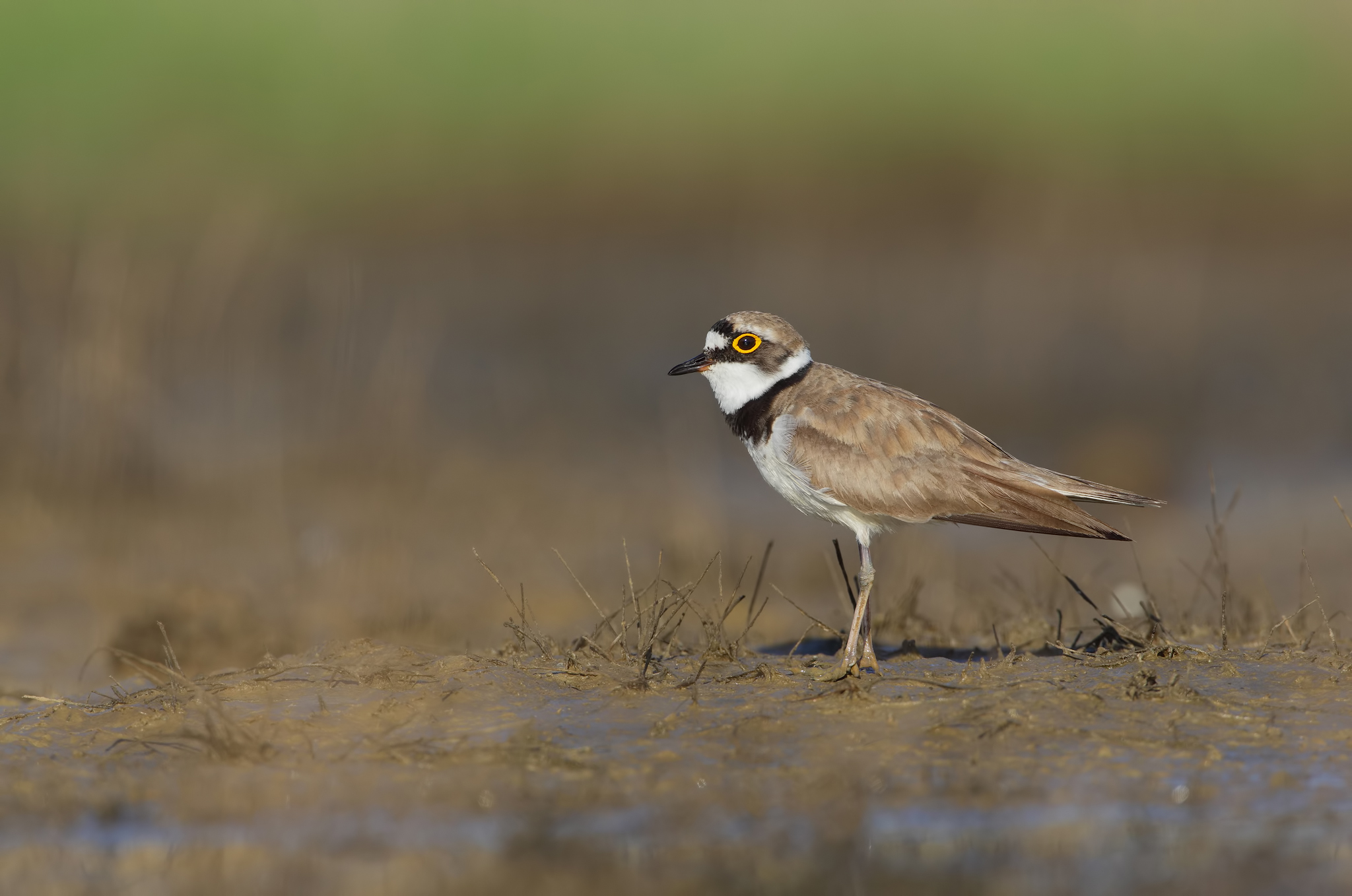 Little Ringed Plover in breeding dress