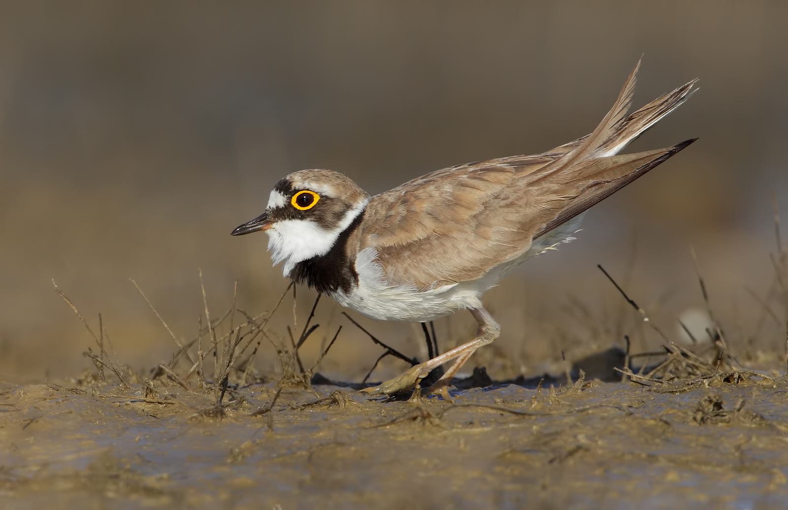 Little Ringed Plover in breeding dress