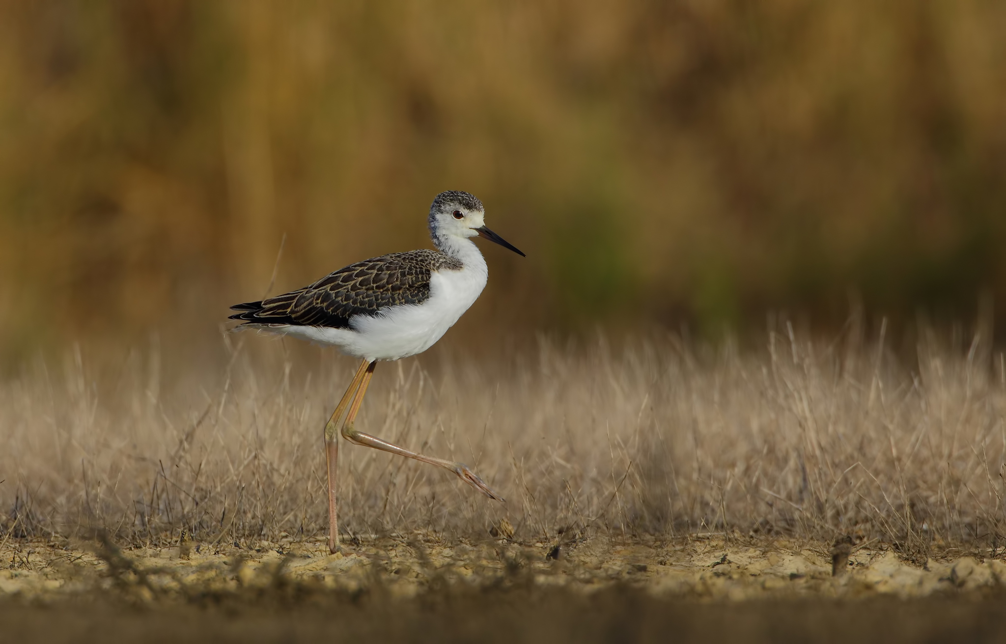 Cavaliere d' Italia giovane