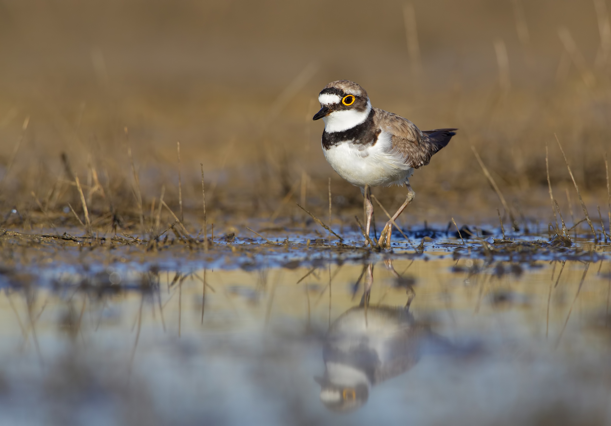 Corriere piccolo in abito riproduttivo