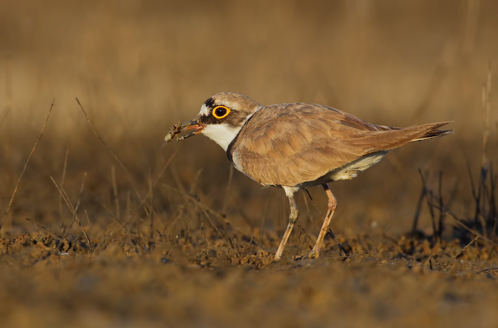 Little Ringed Plover in breeding dress