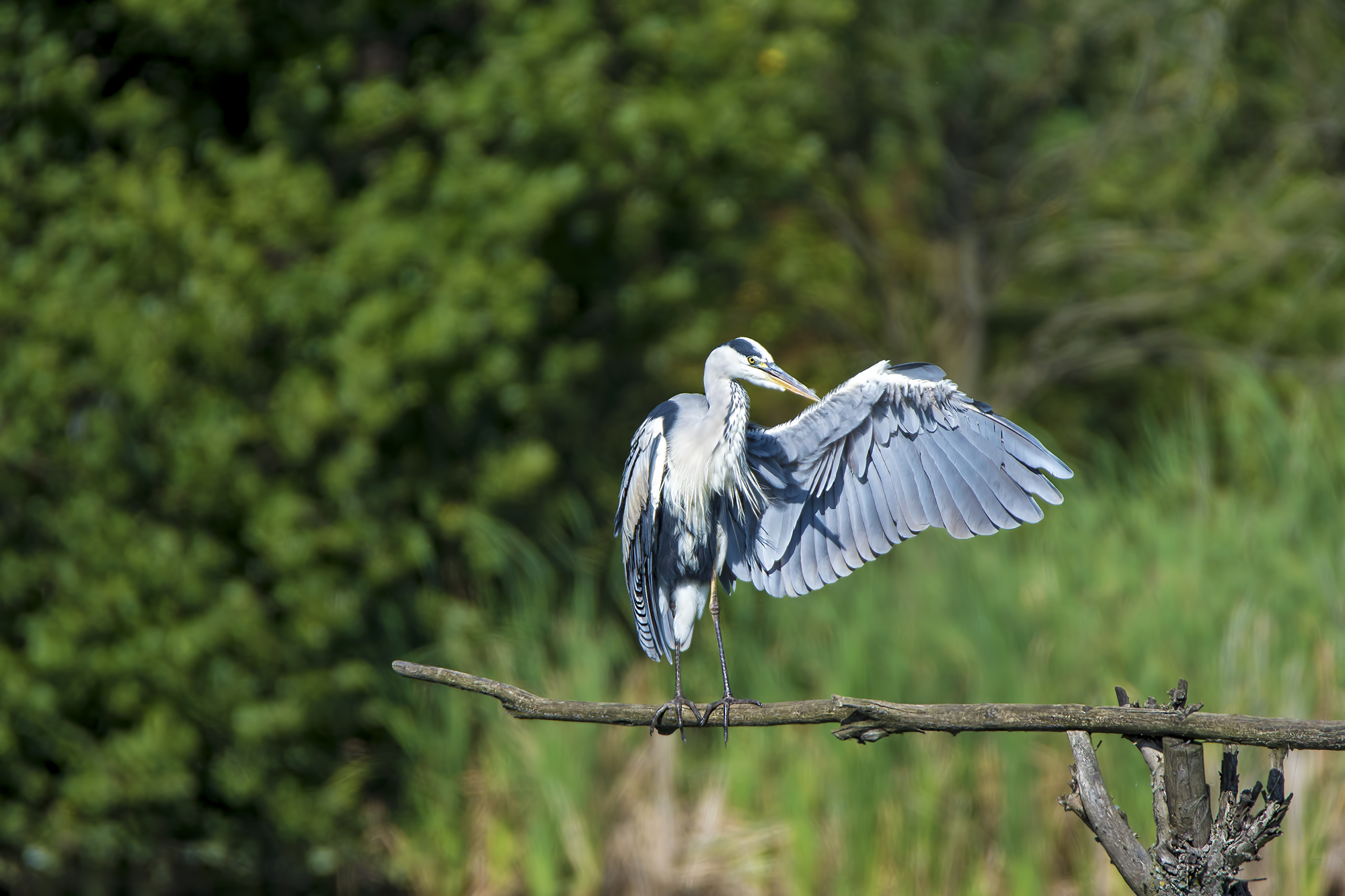 Piazza Roma? Sempre dritto