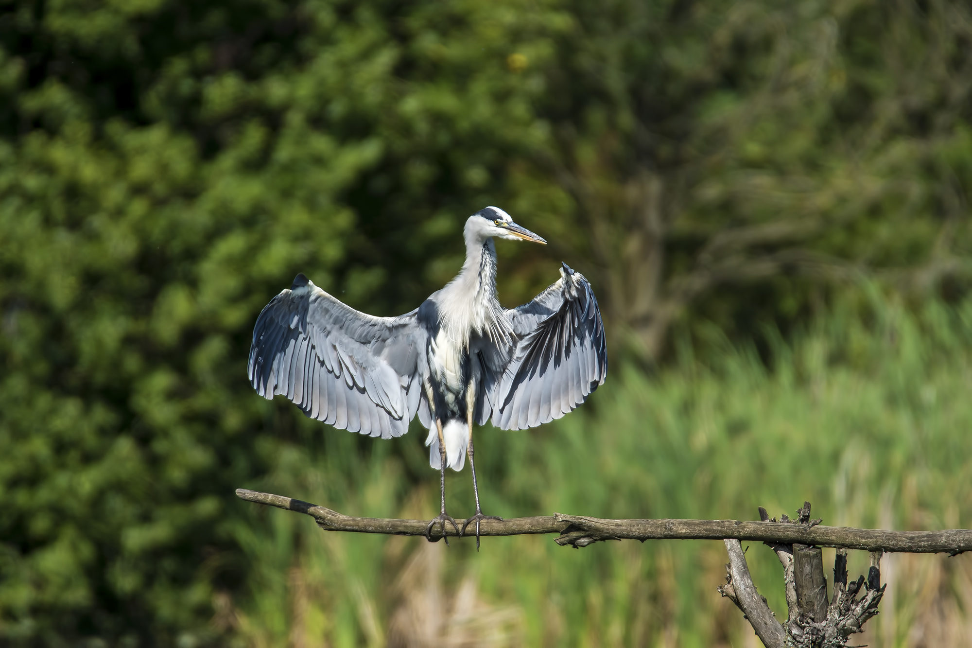 Airone Cenerino oasi Lipu di Cesano