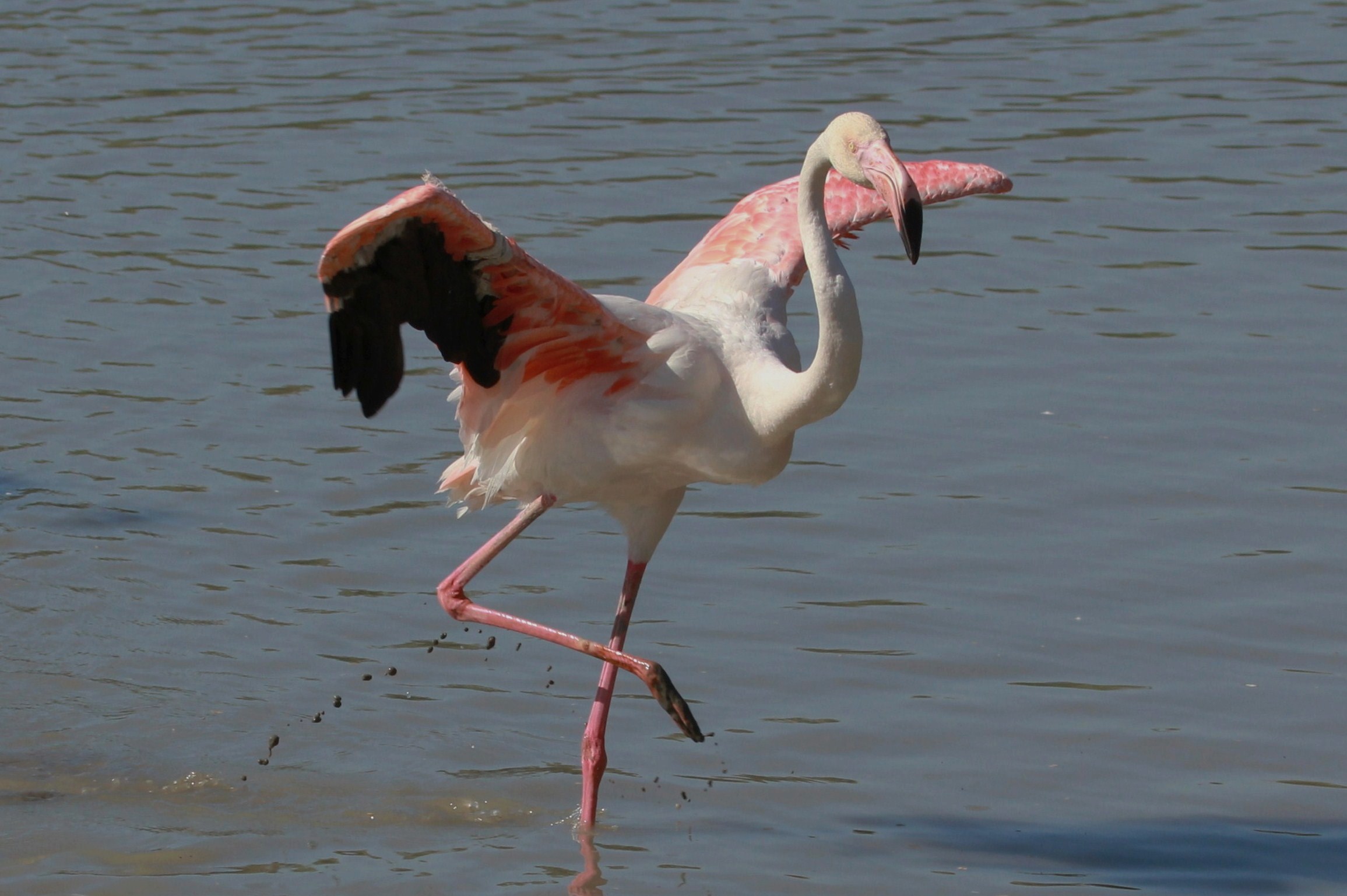 Phoenicopterus roseus
