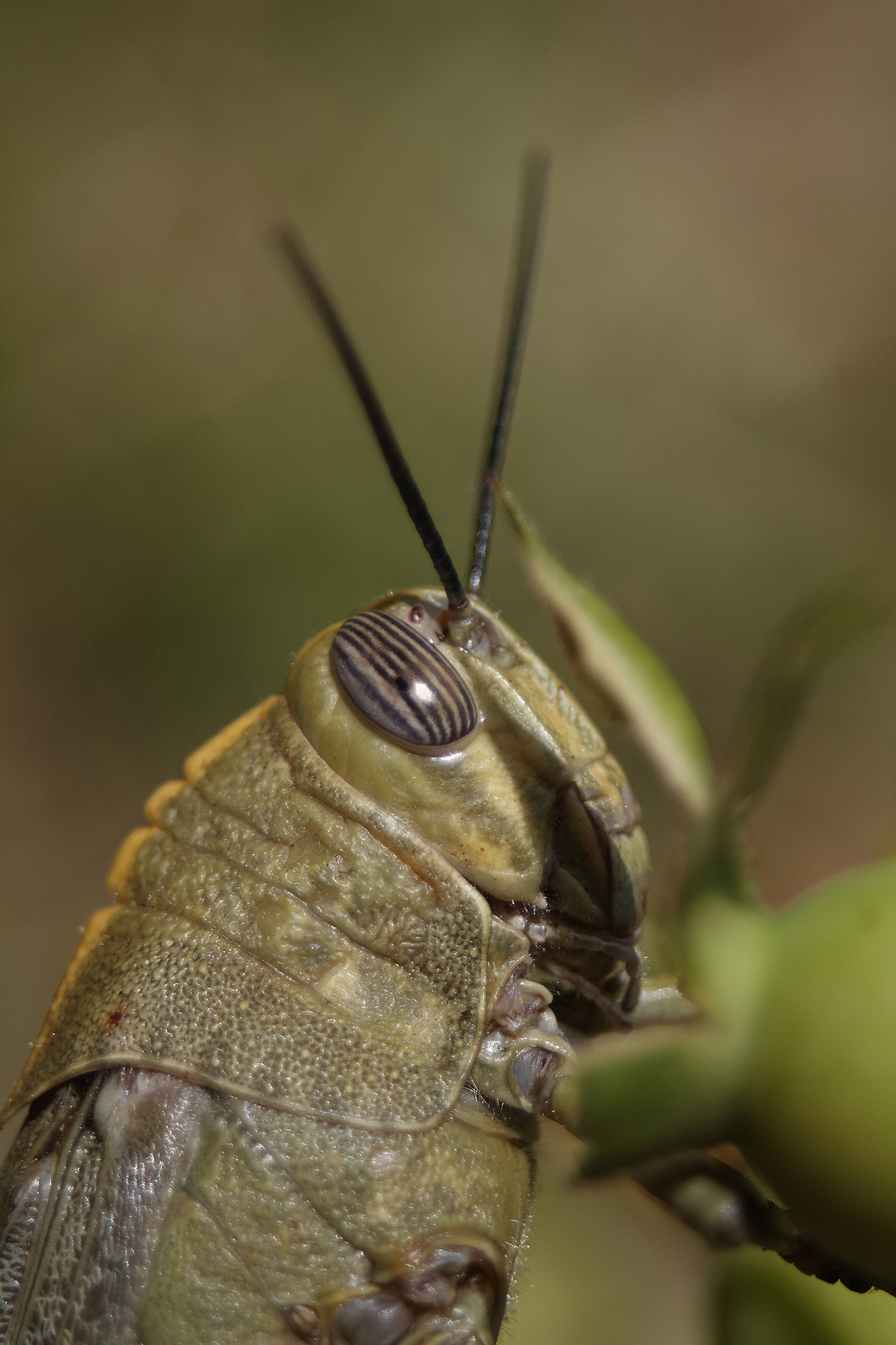 Grasshopper