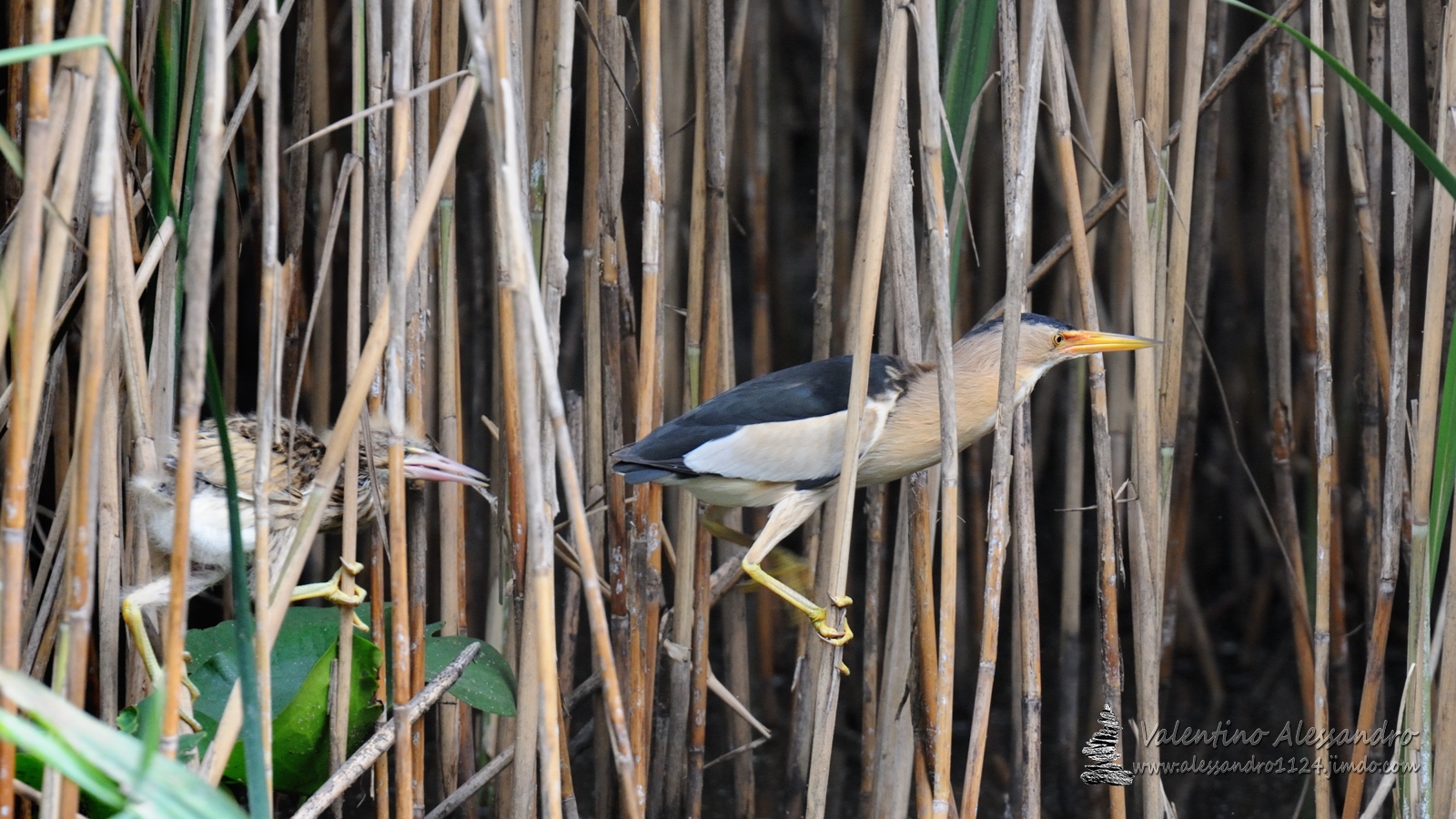 Sulle tracce del padre (tarabusino con pullo)