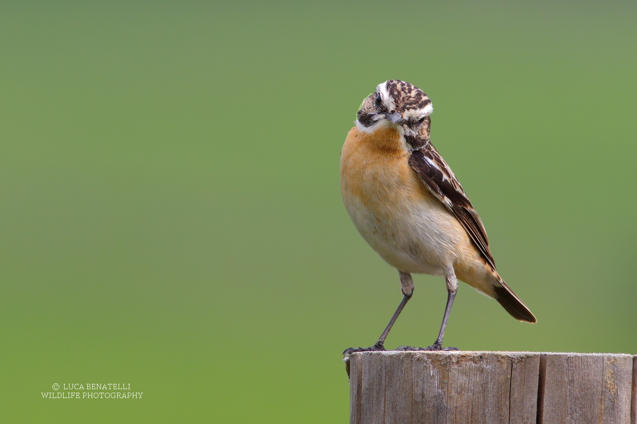 Whinchat