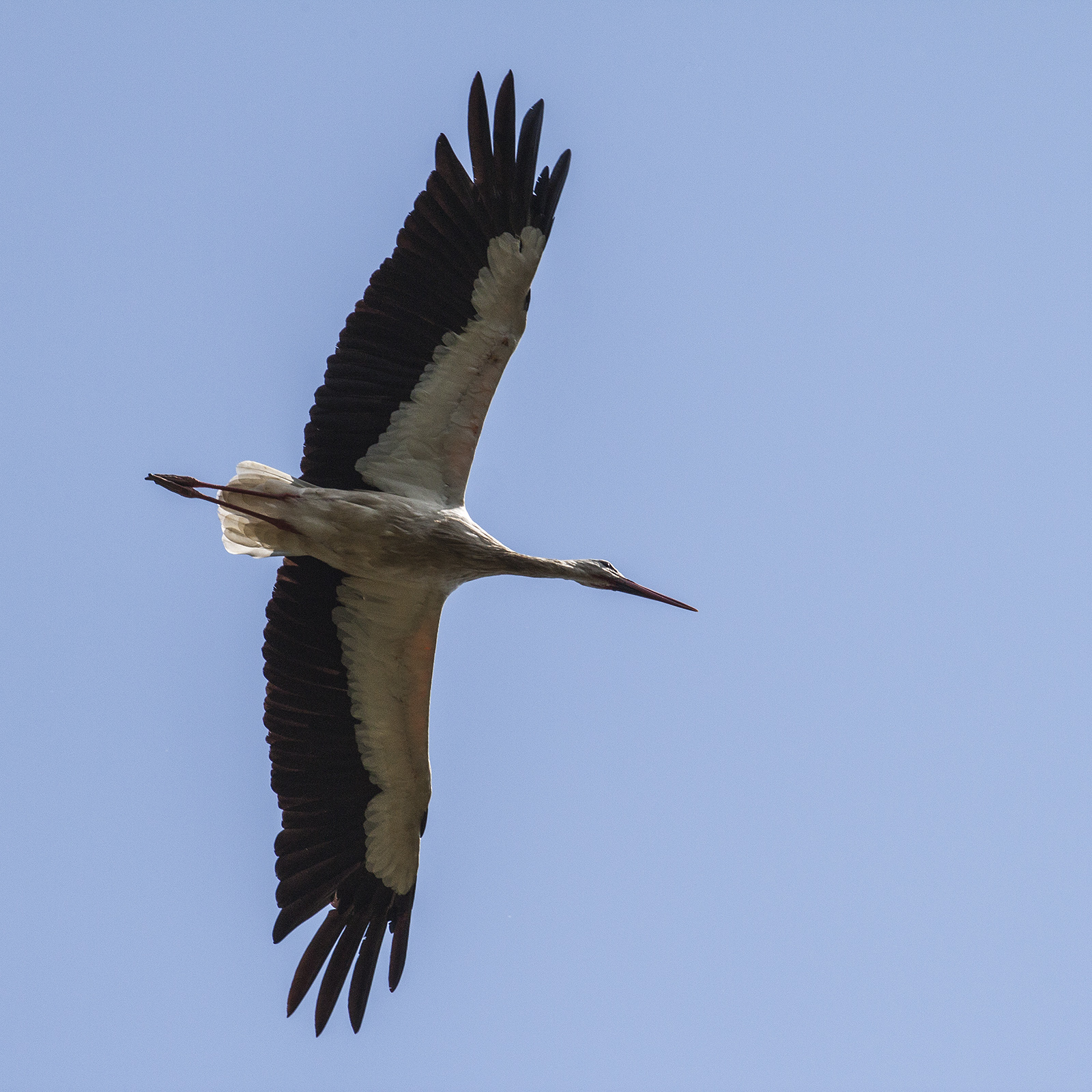 Il volo della Cicogna